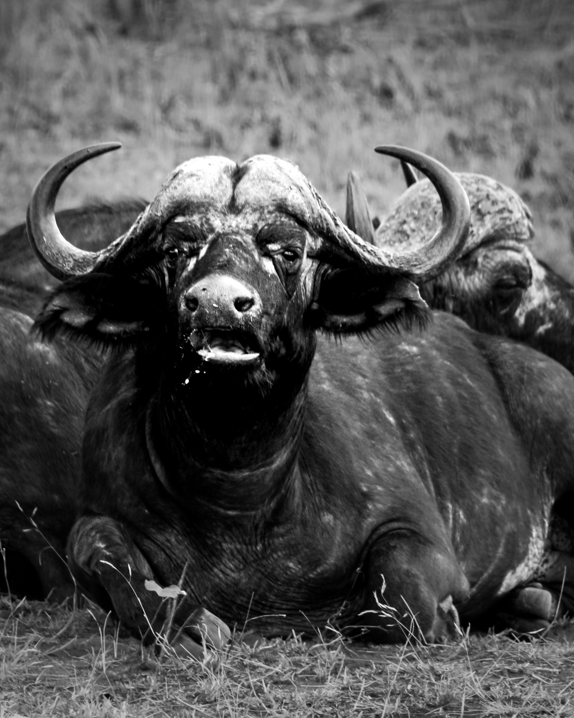 Cape buffalo reclining