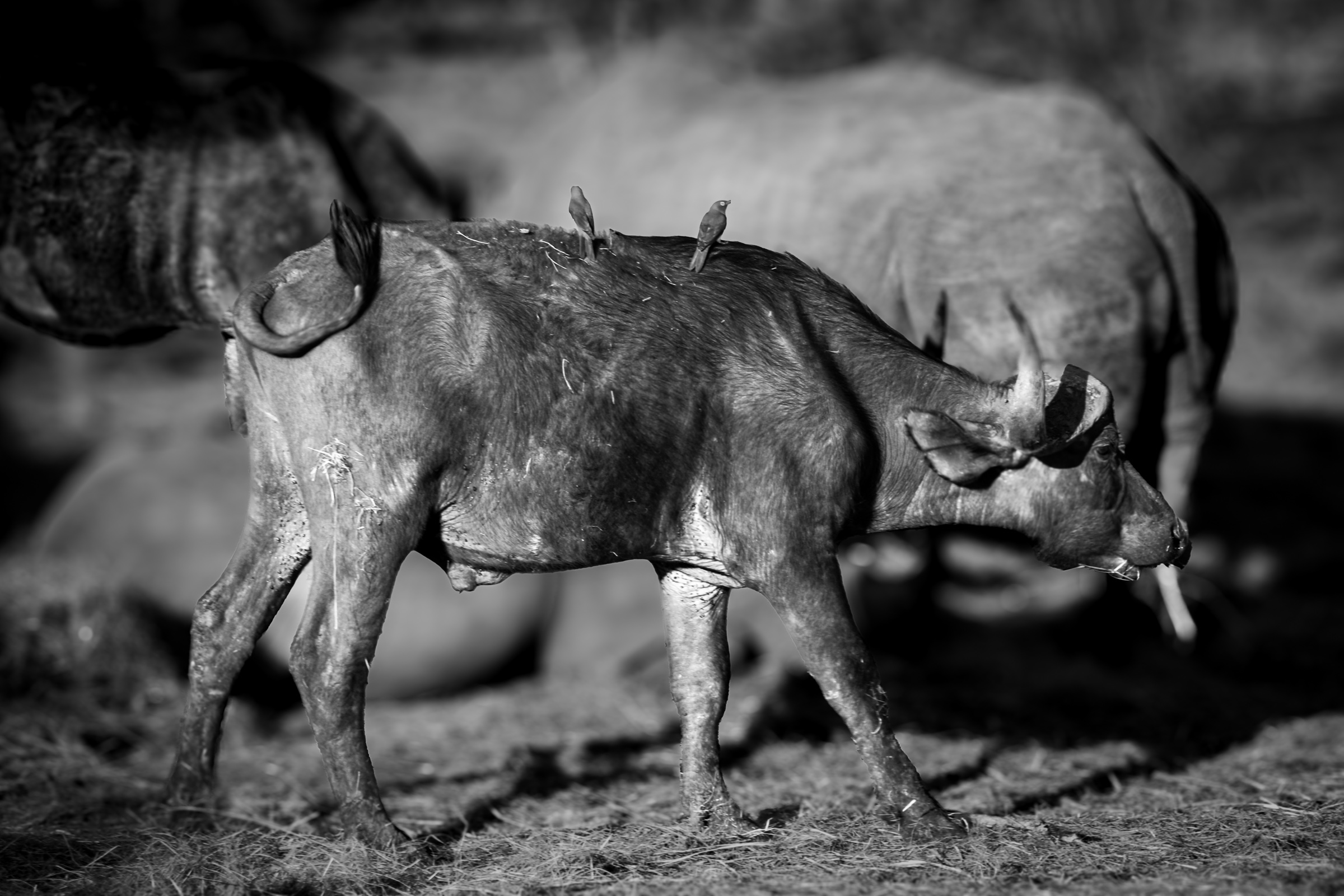 Young cape buffalo walking