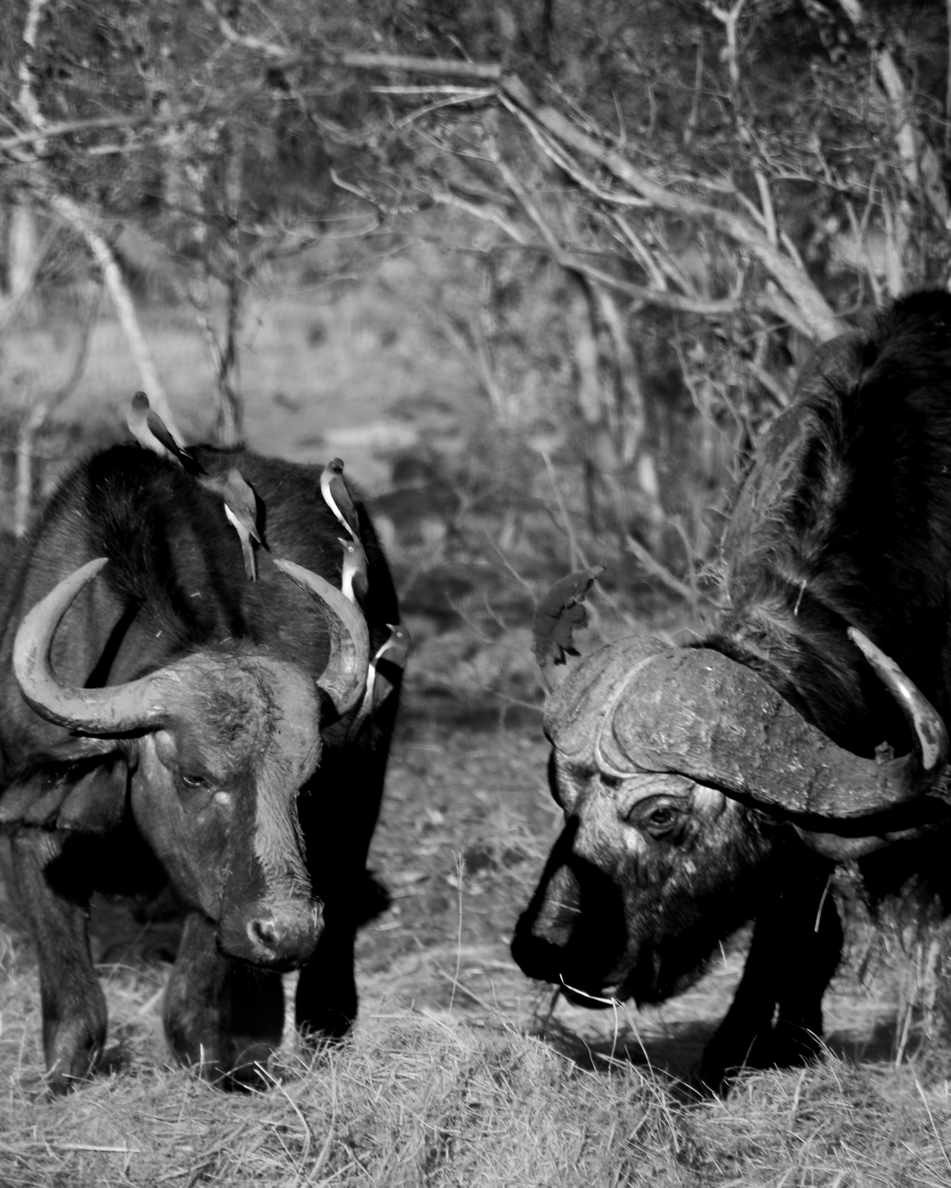 Two cape buffalo heads with birds