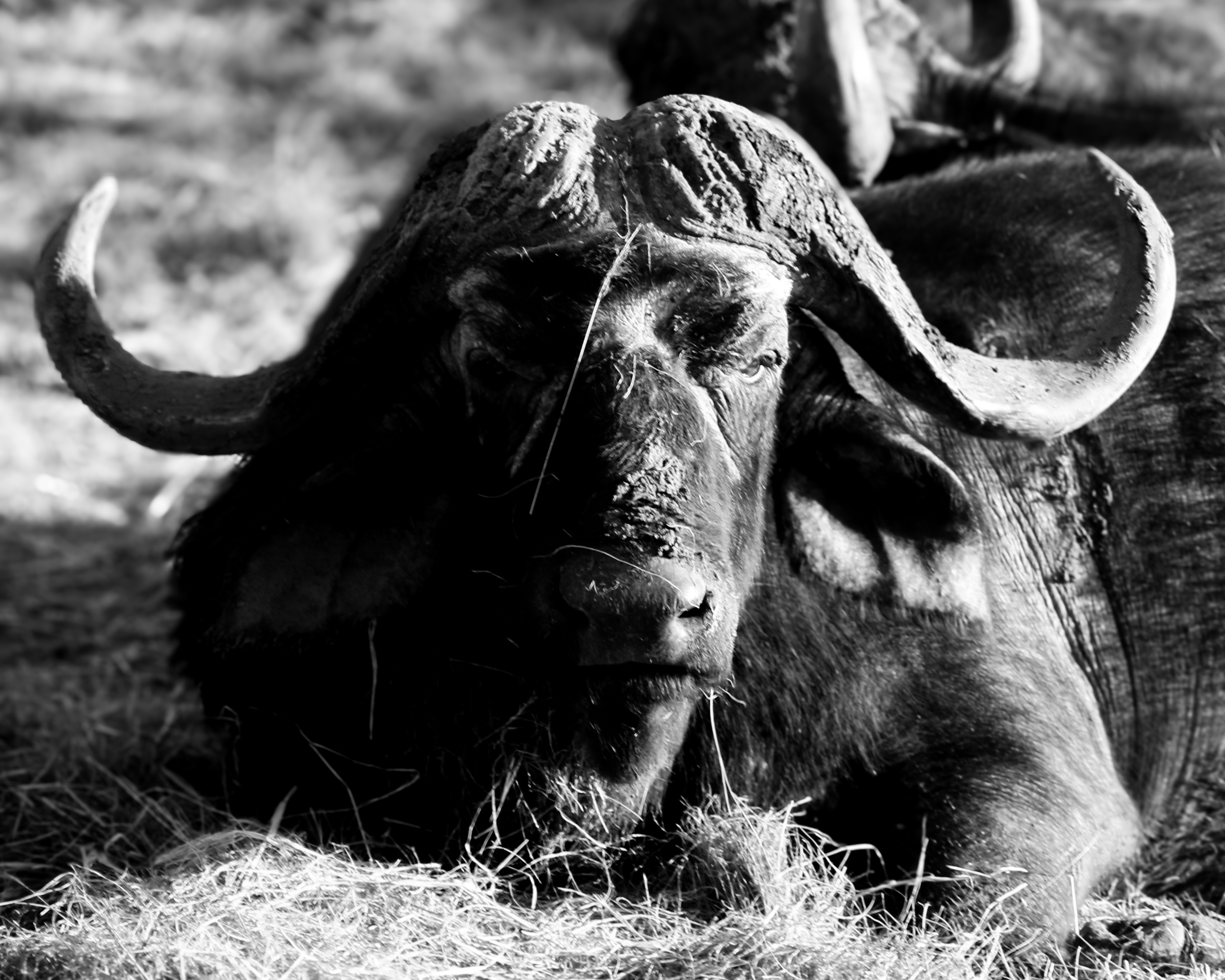 Cape buffalo lying down