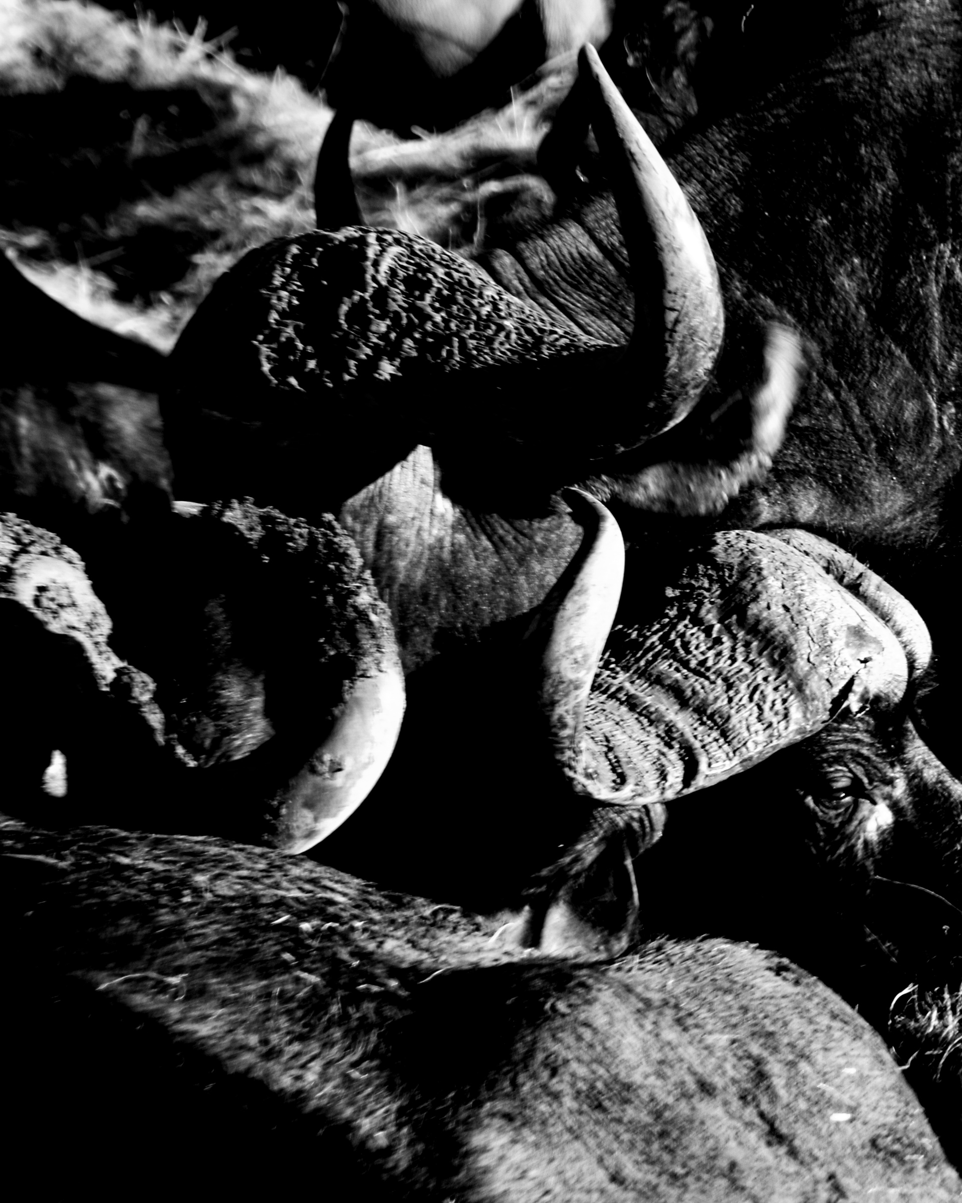 Abstract cape buffalo horns