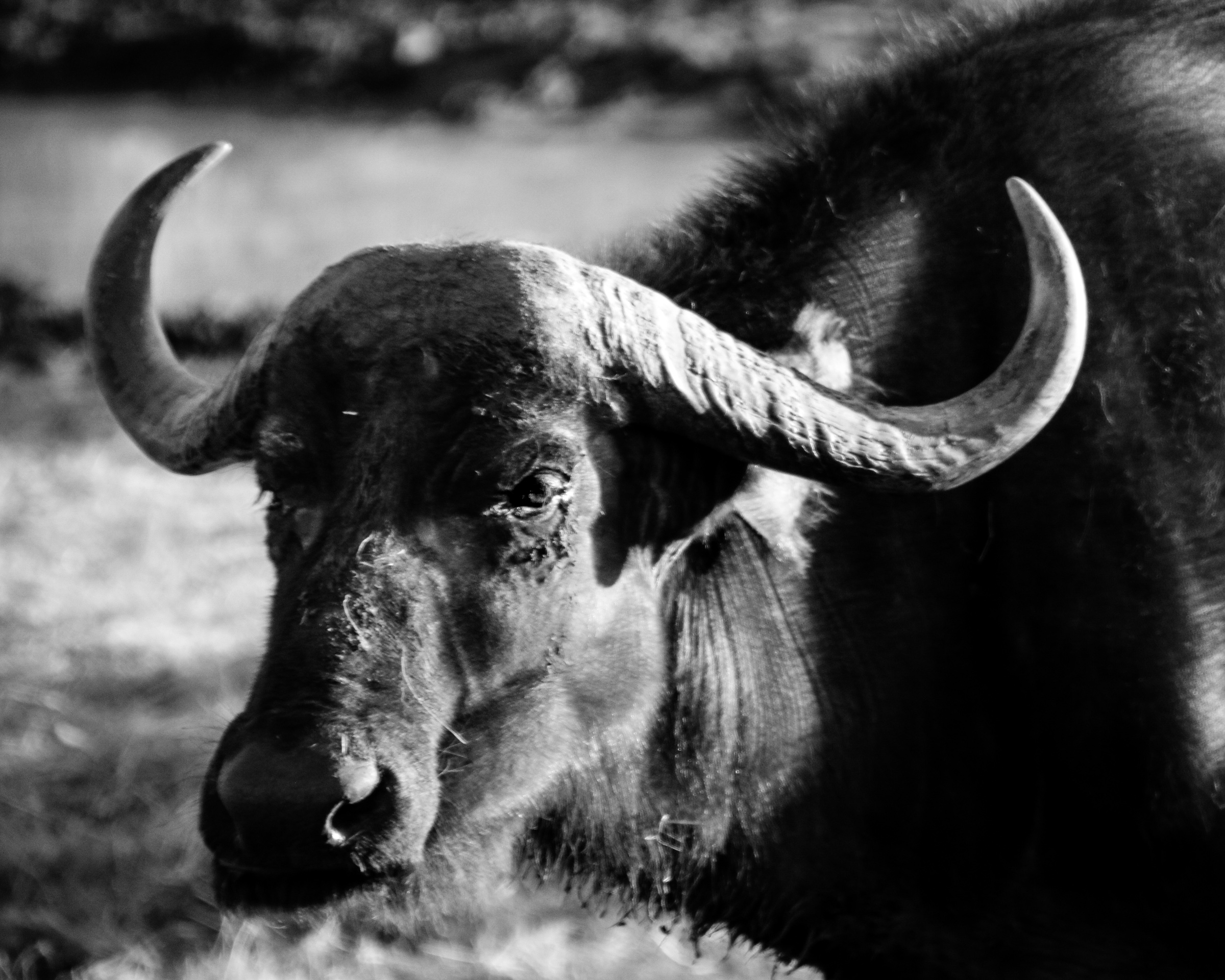 3/4 portrait cape buffalo