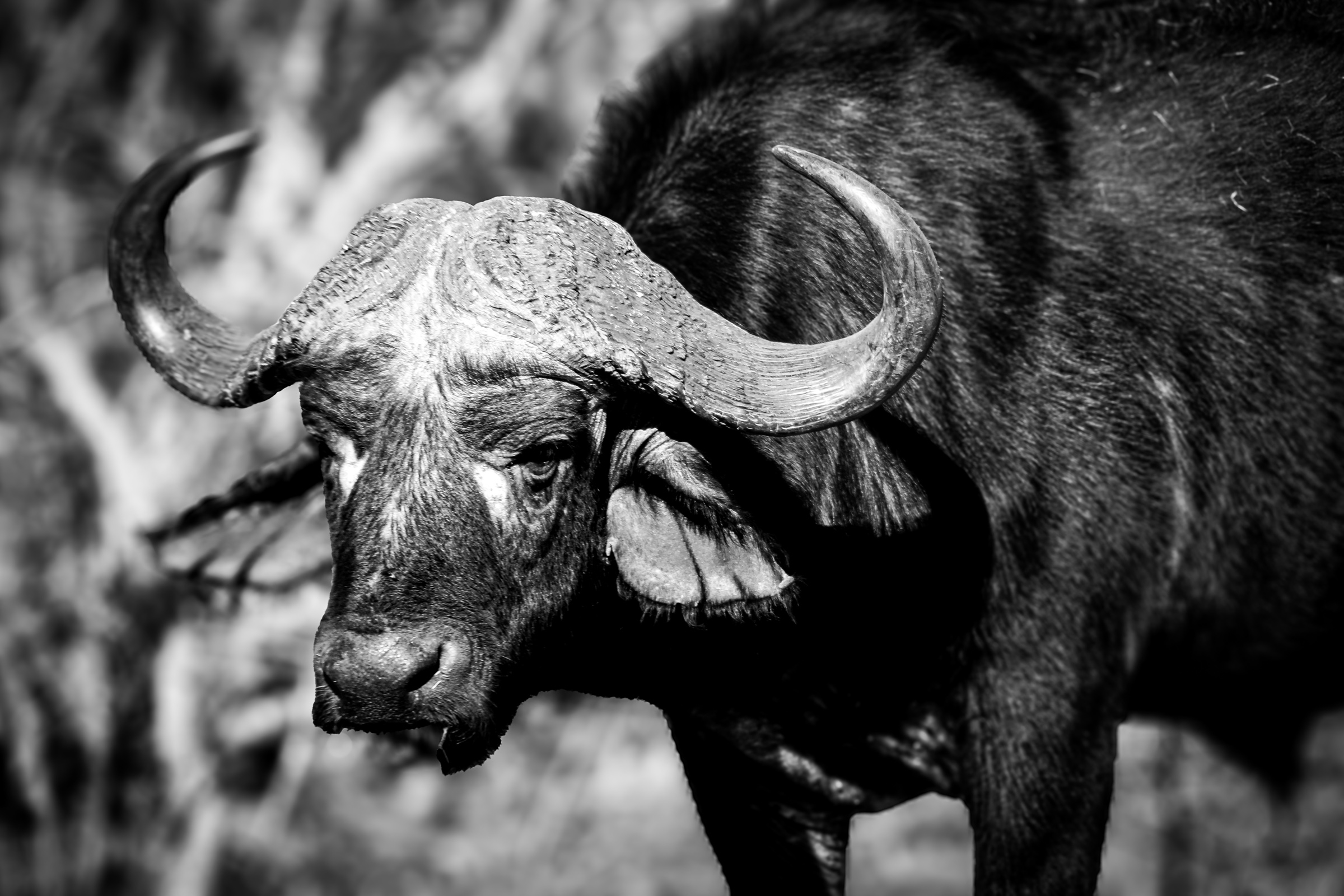 3/4 cape buffalo
