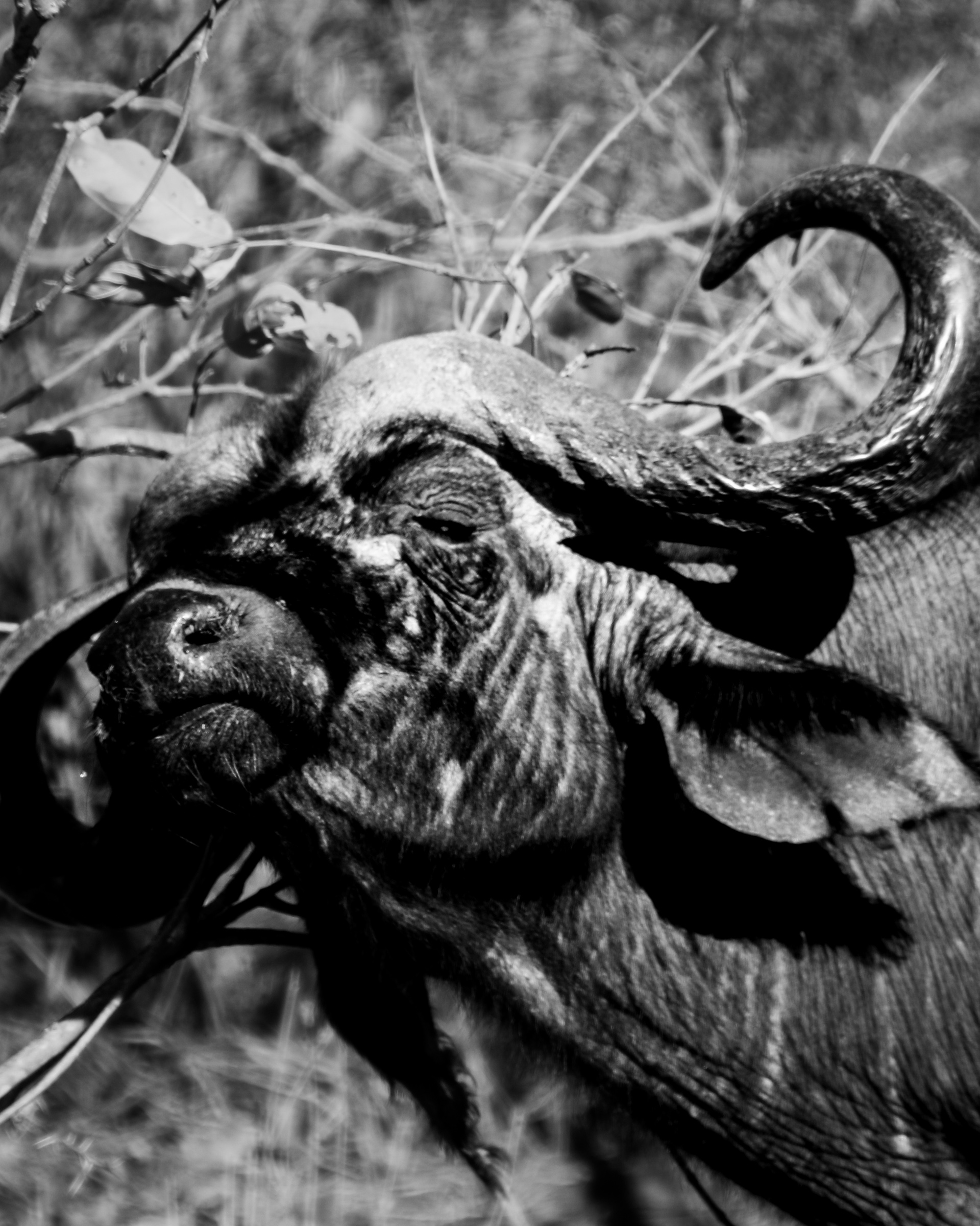 Cape buffalo scratching on tree