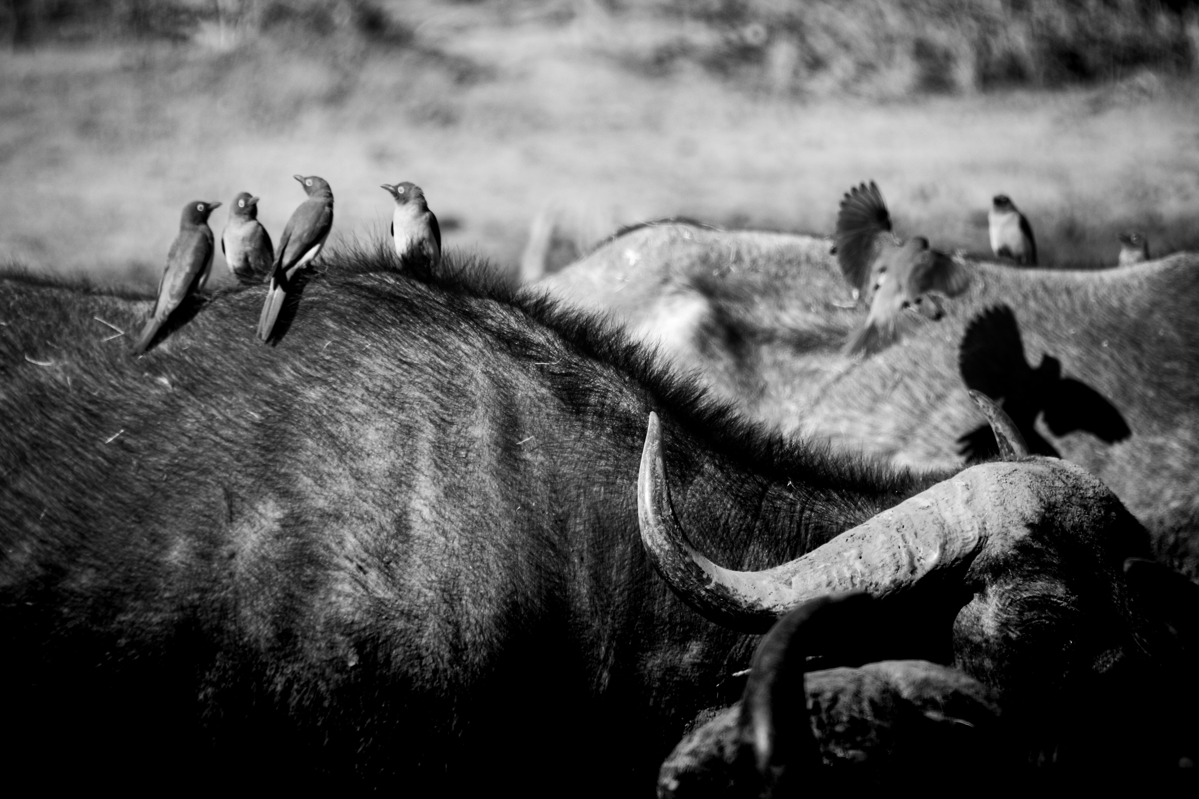 Birds perched on cape buffalo