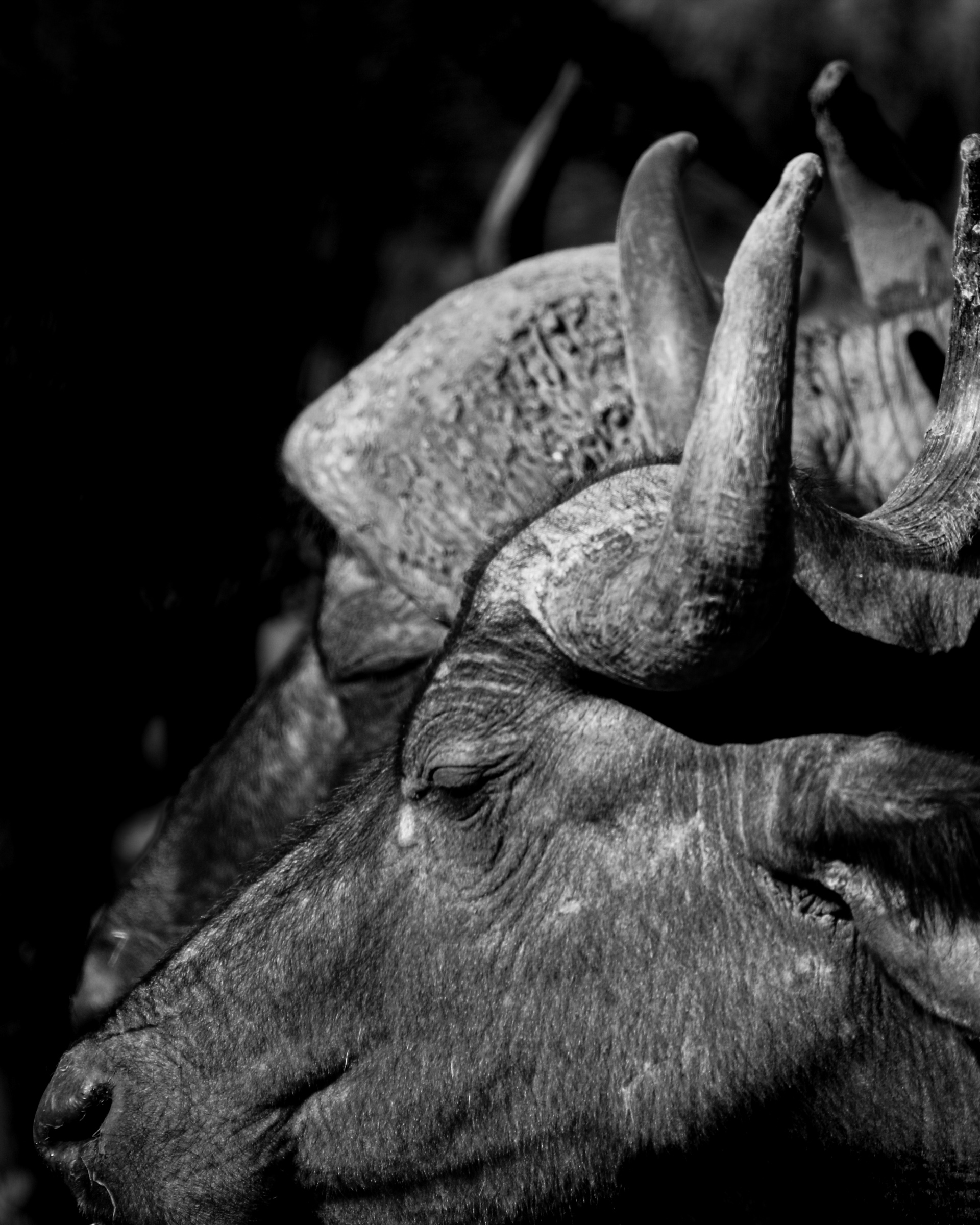 Profile two cape buffalo heads