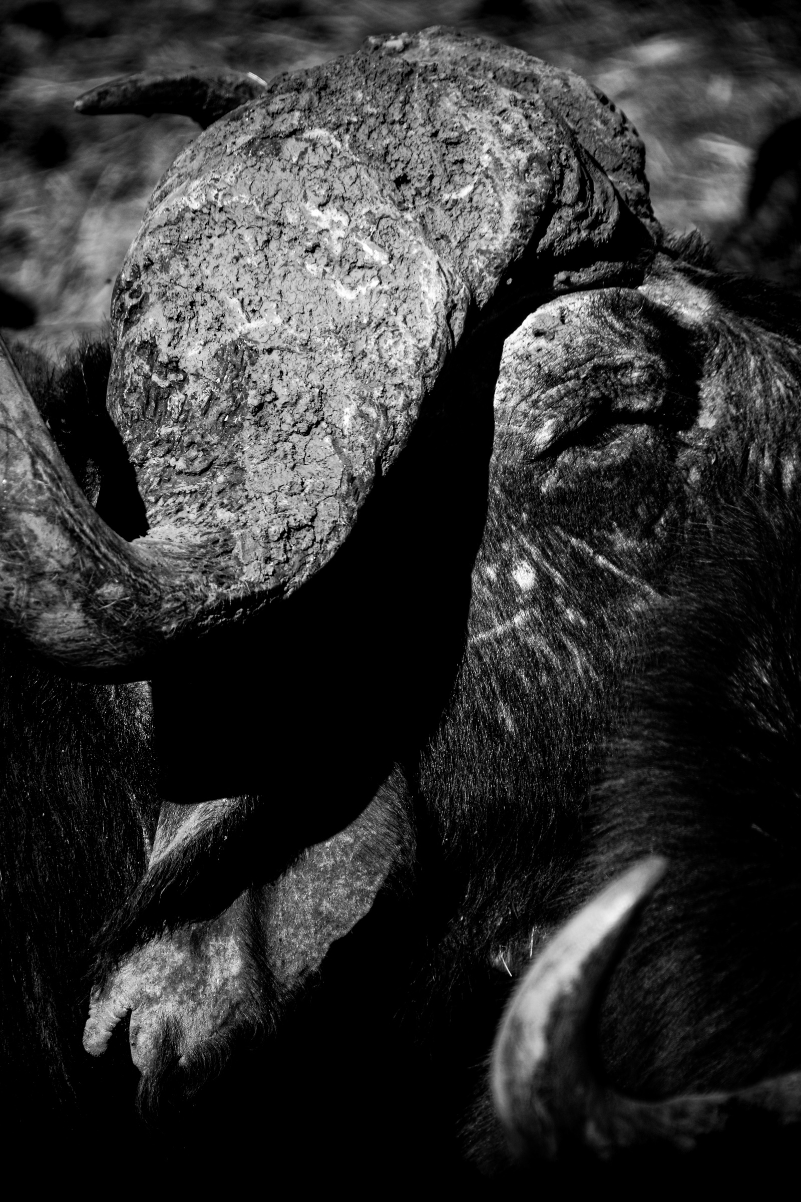 Detail cape buffalo horns
