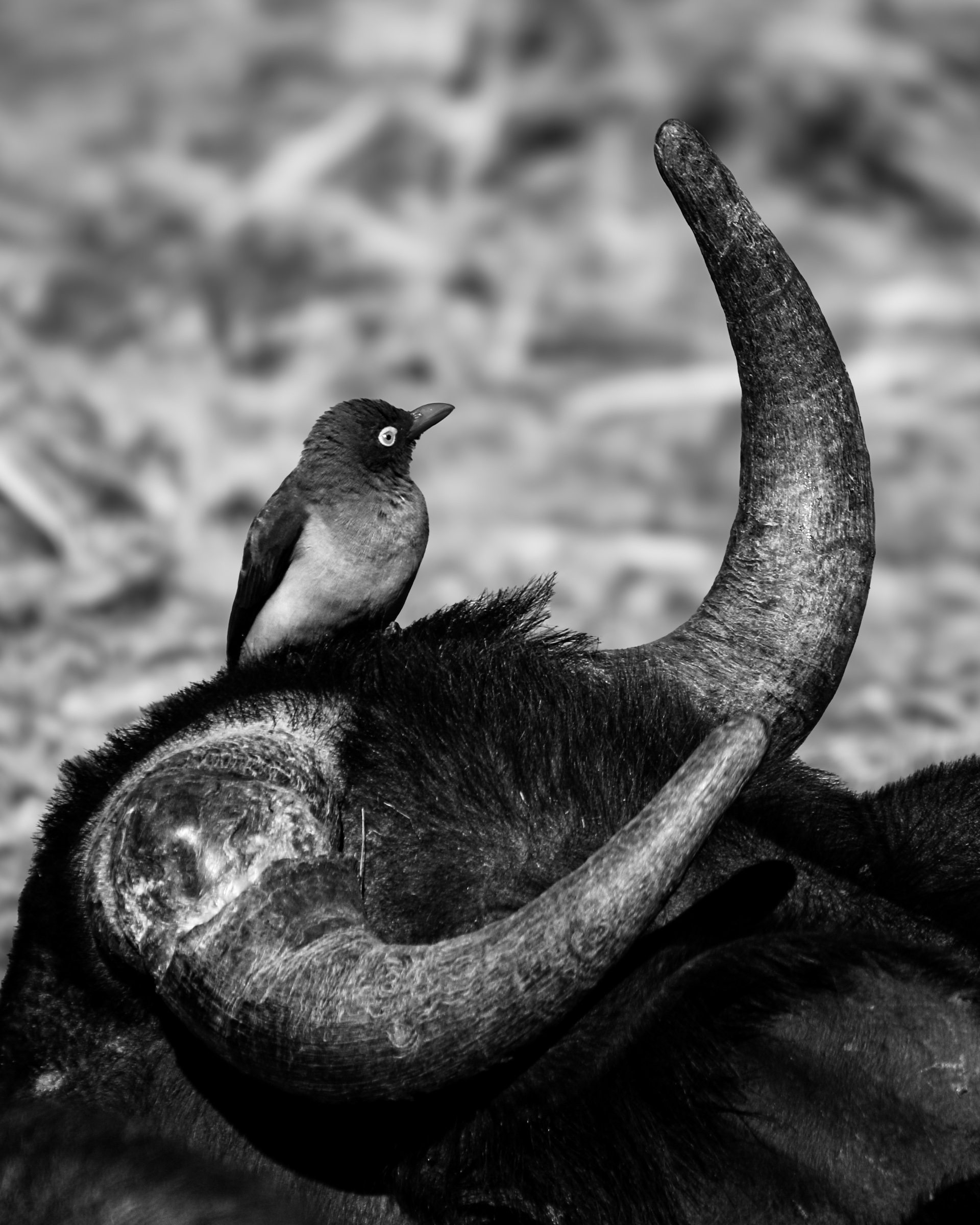 Bird framed by horns