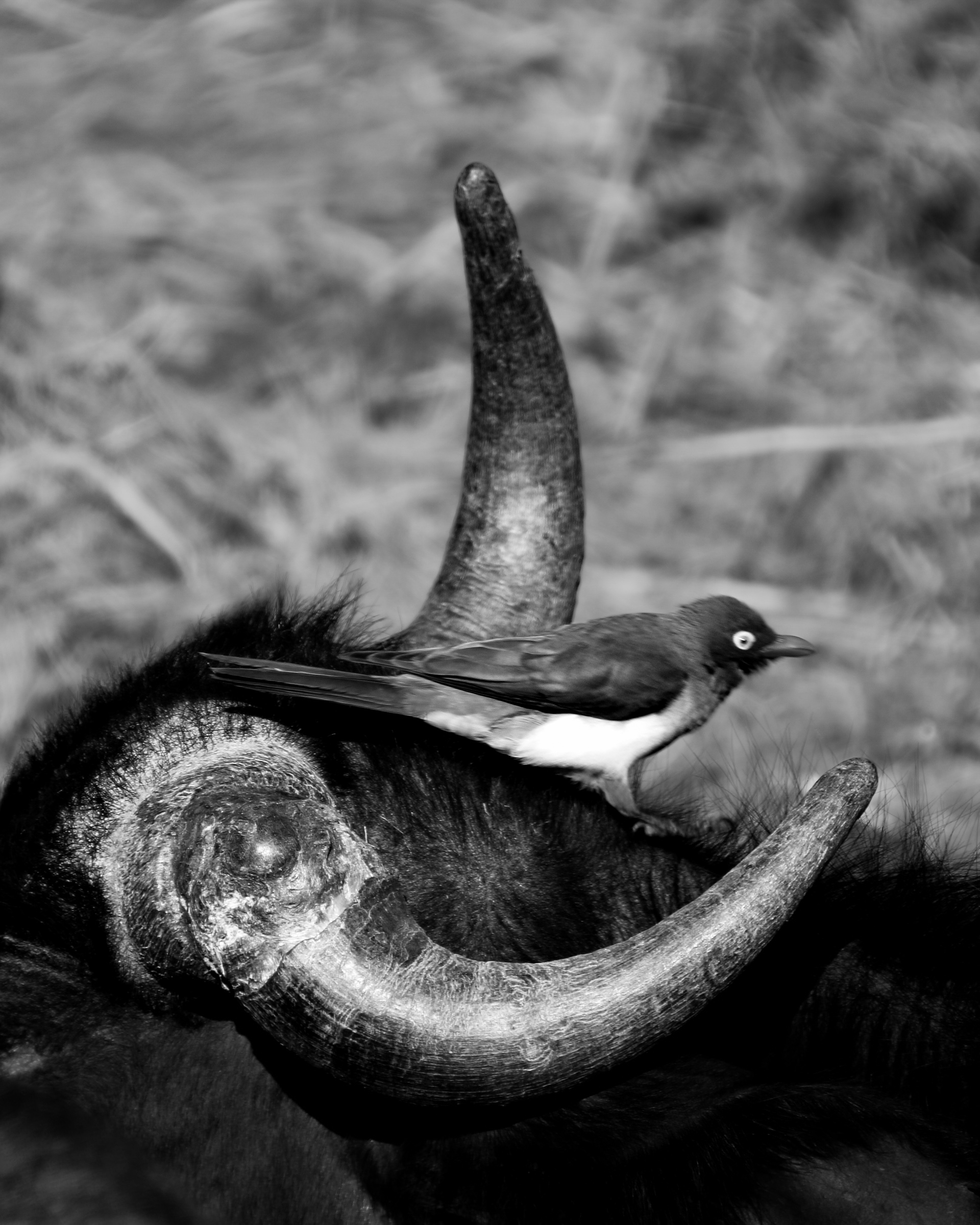 Alternate bird framed by horns