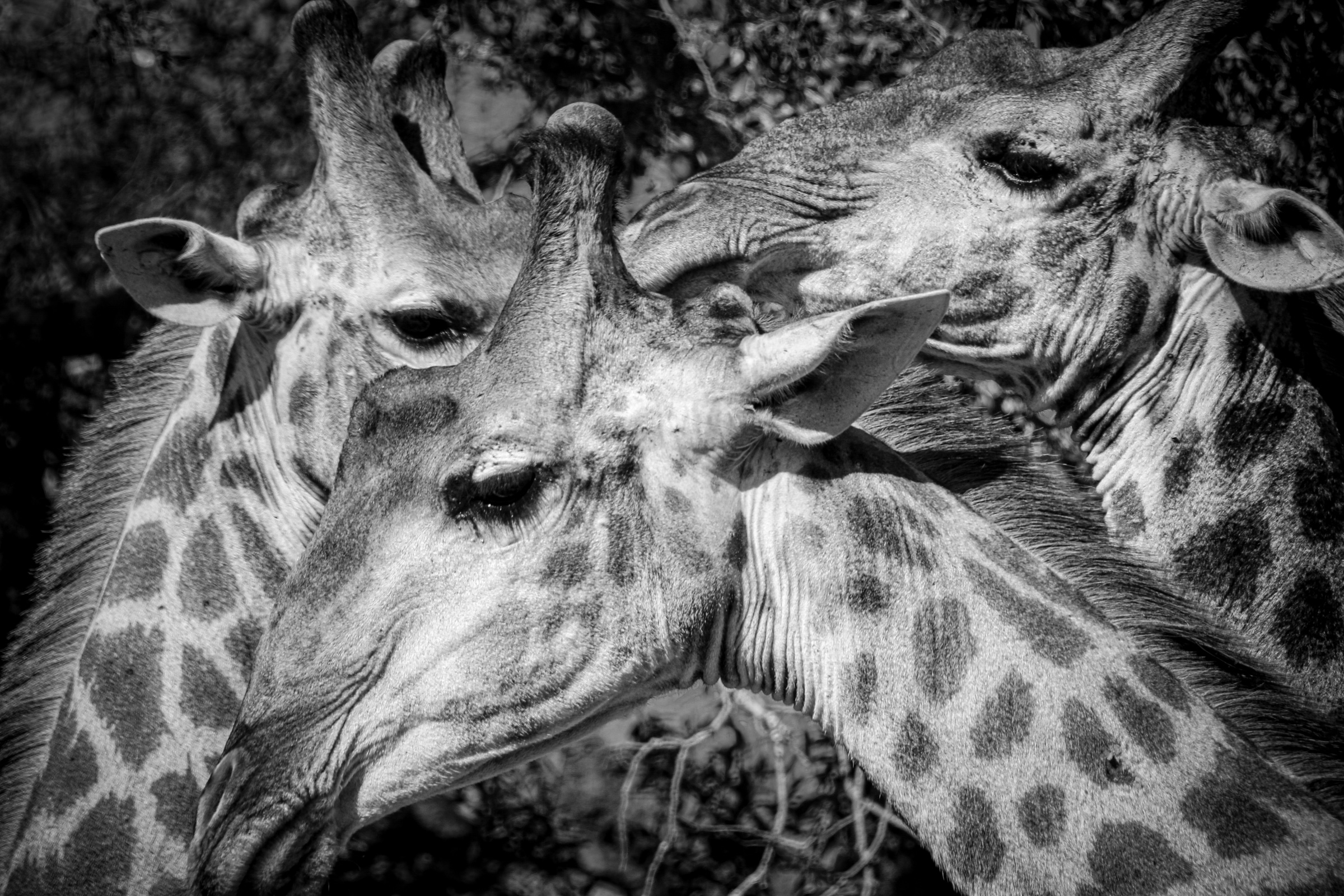 Three giraffe heads