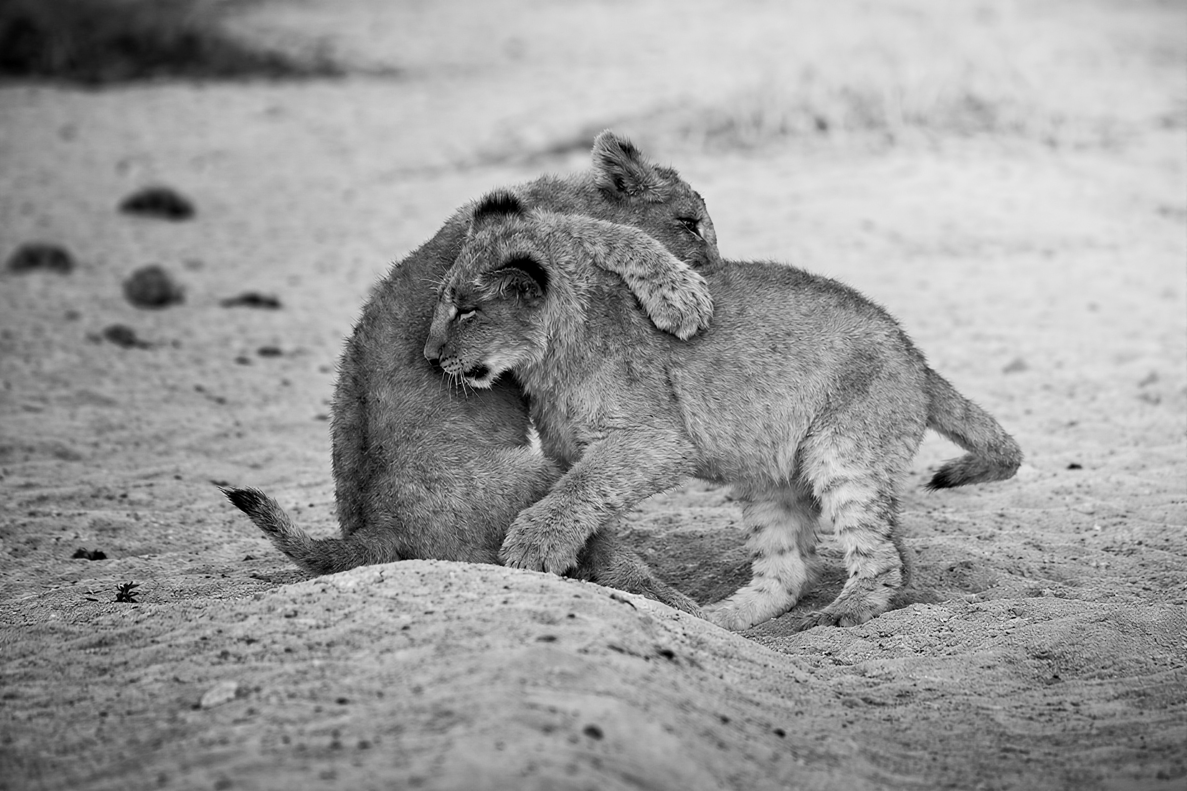 Two lion cubs playing - color