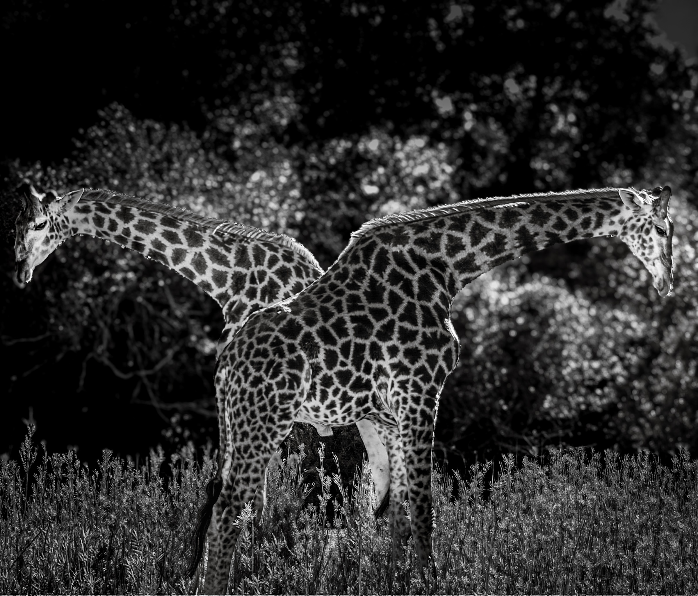 Two giraffes creating a Y