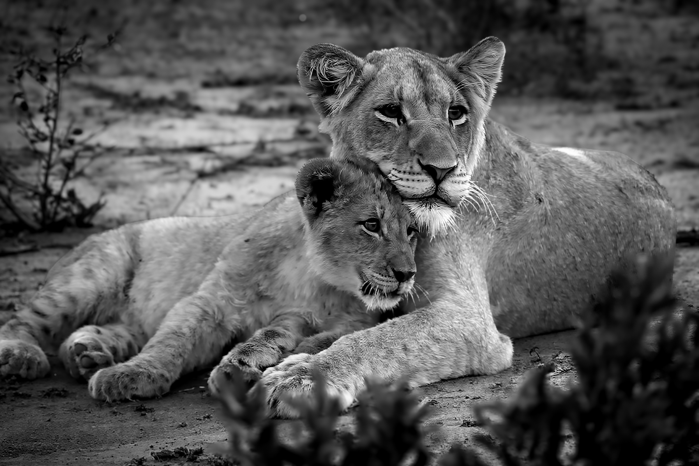 Mother and baby cub on sand