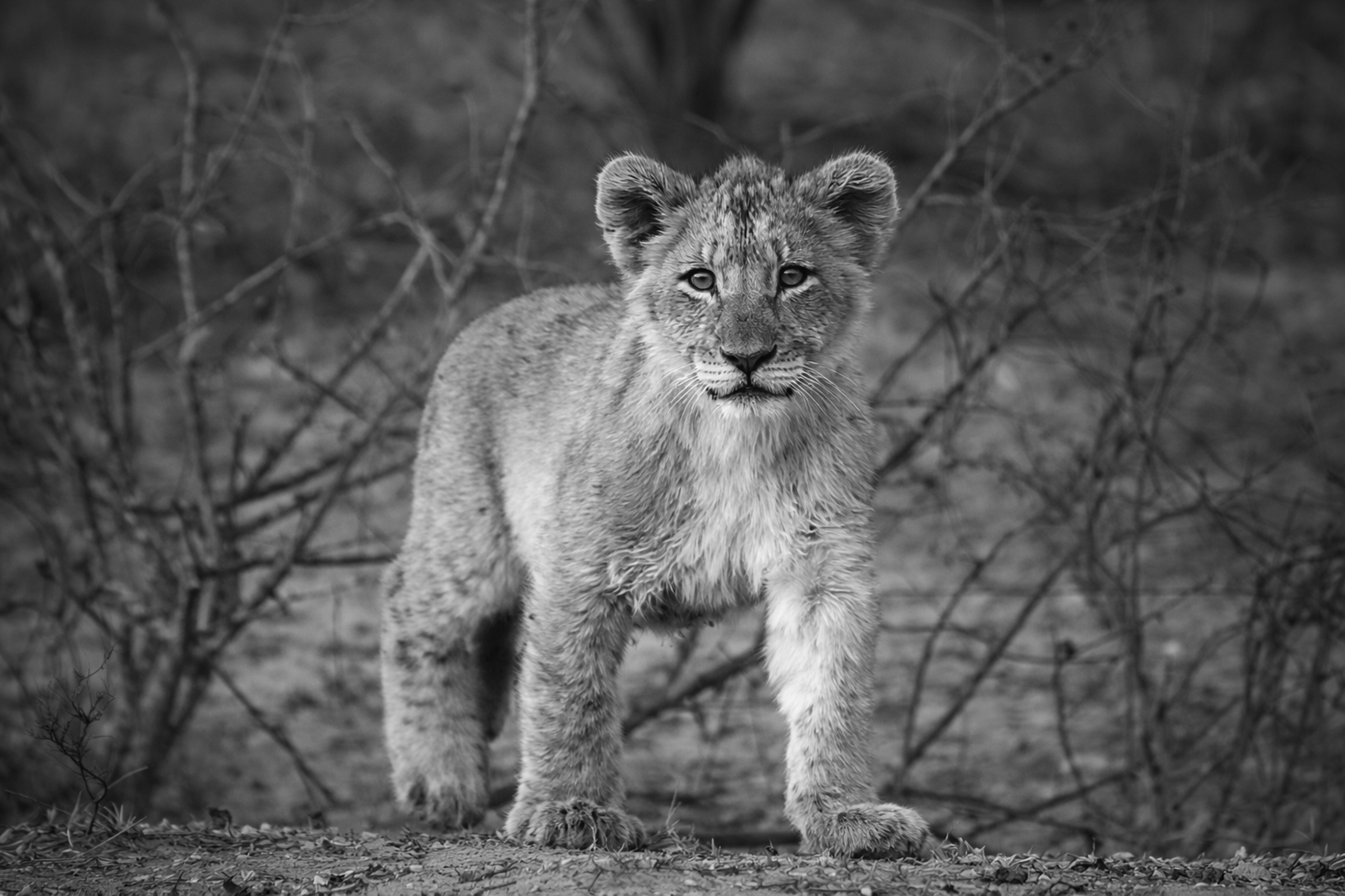 Baby cub walking on sand