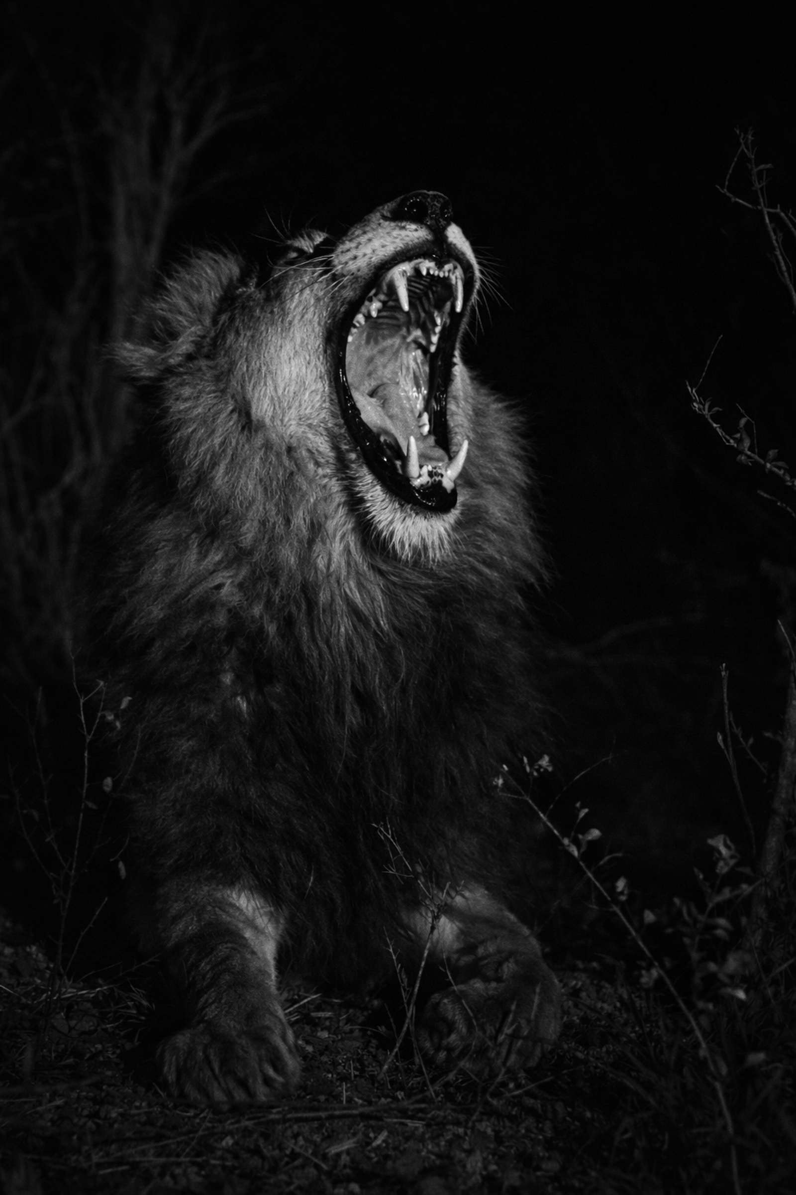 Lion roaring - wider crop