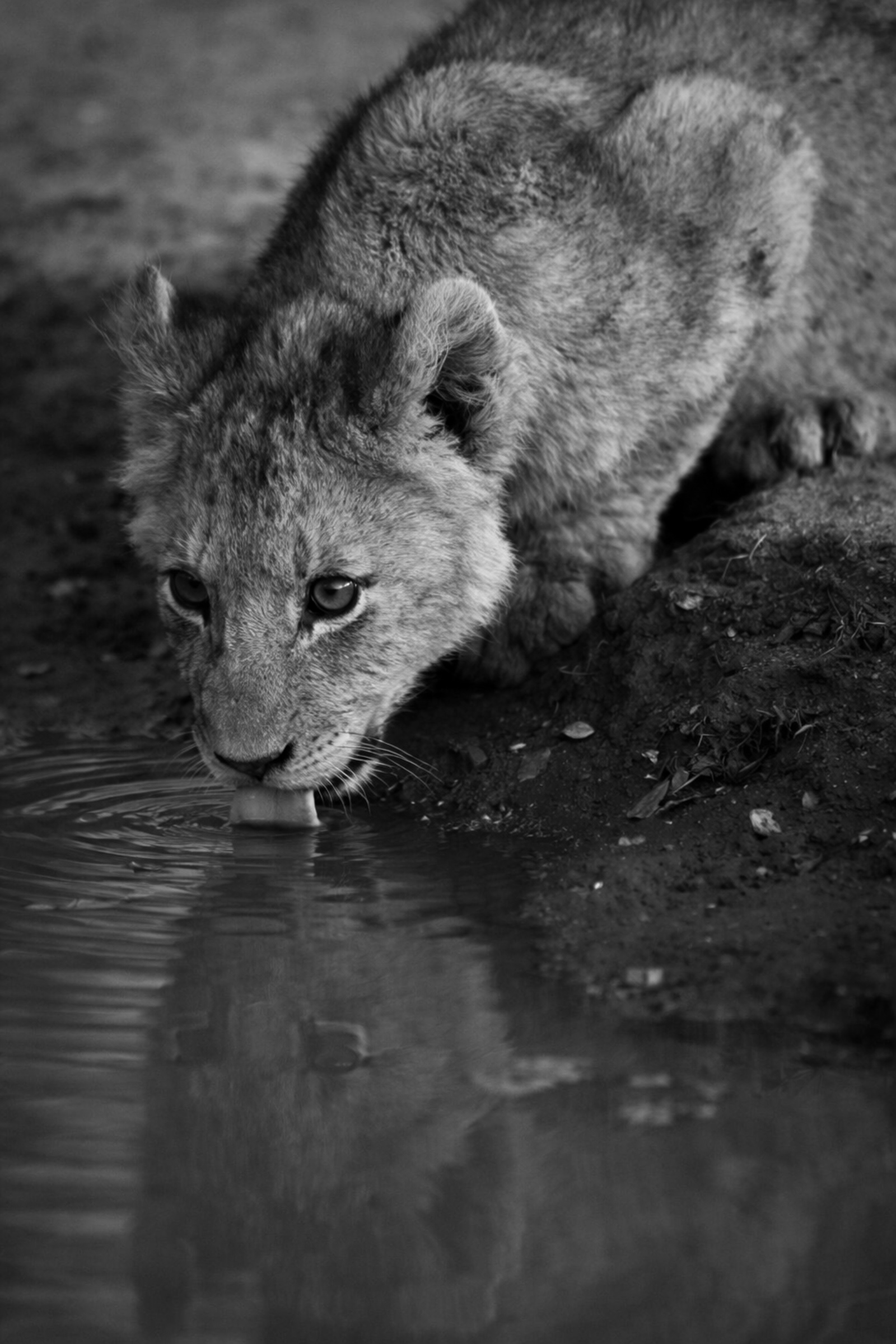 Lion cub drinking water