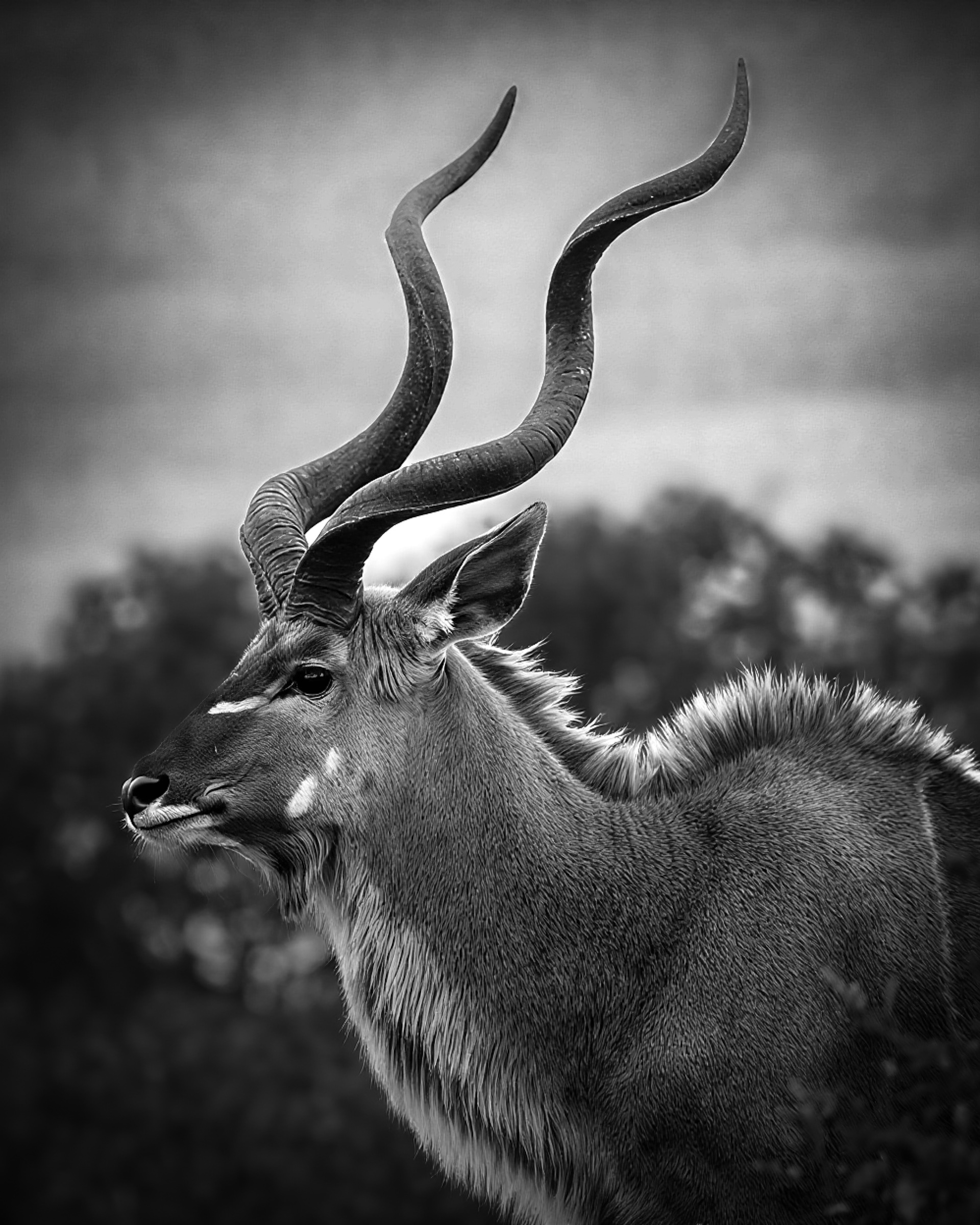 Greater Kudu - portrait