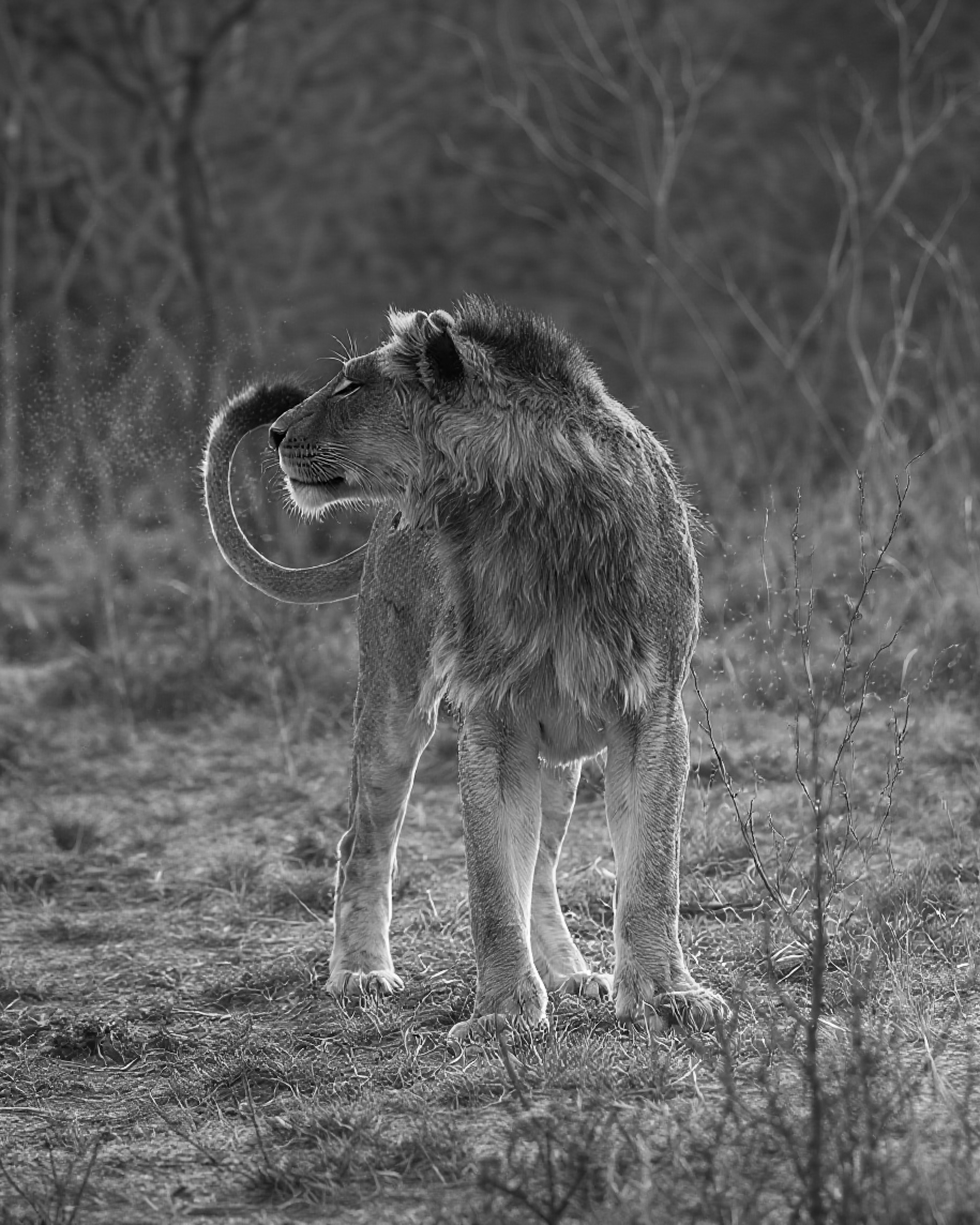 Lion with tail whipping - portrait