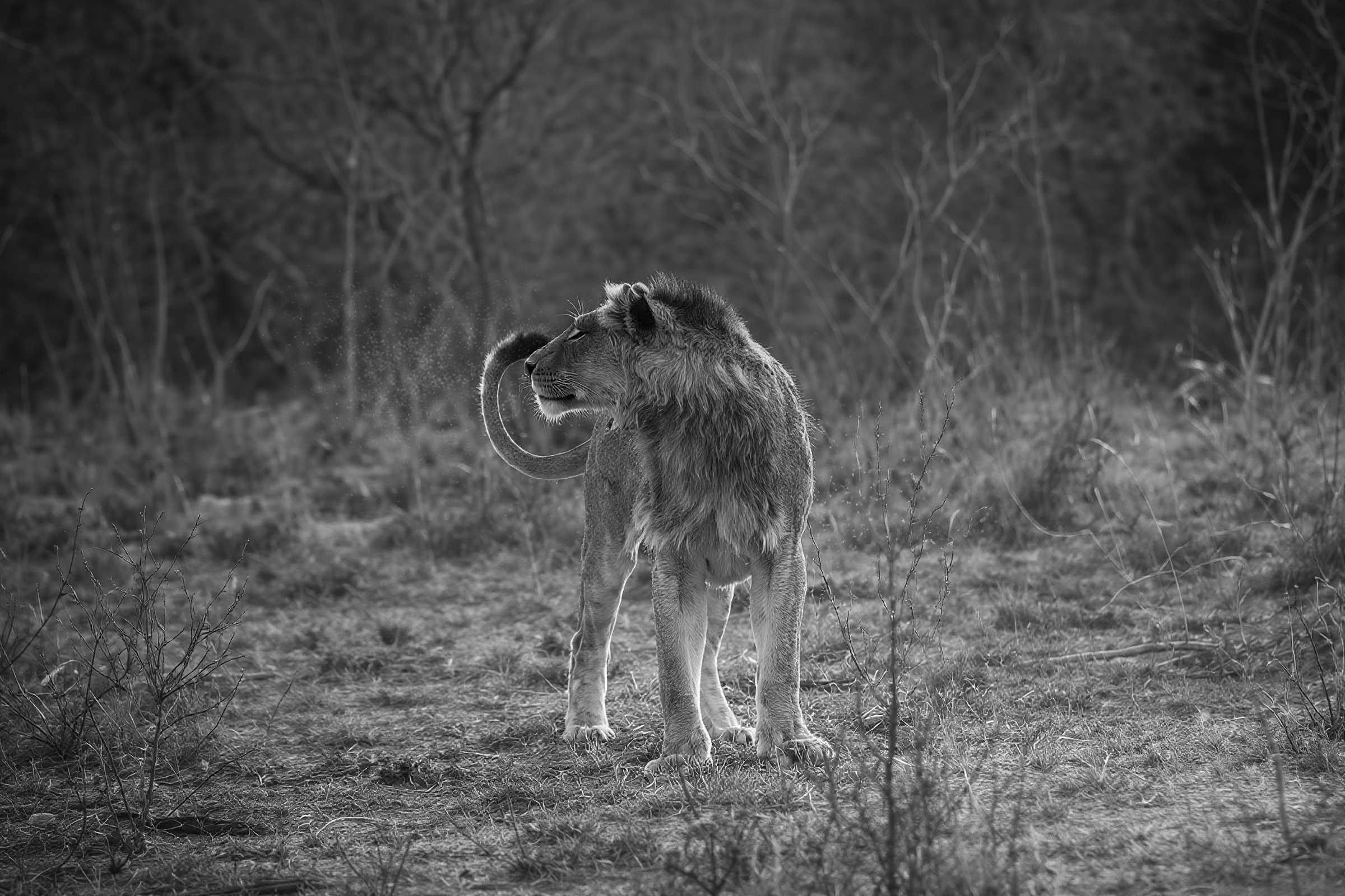 Lion with tail whipping - landscape