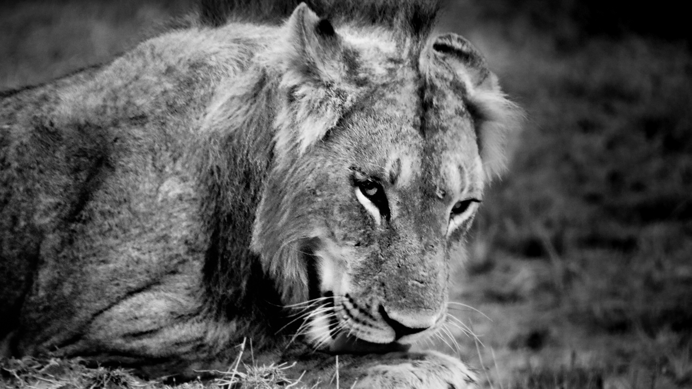 Lion closeup licking paw - landscape