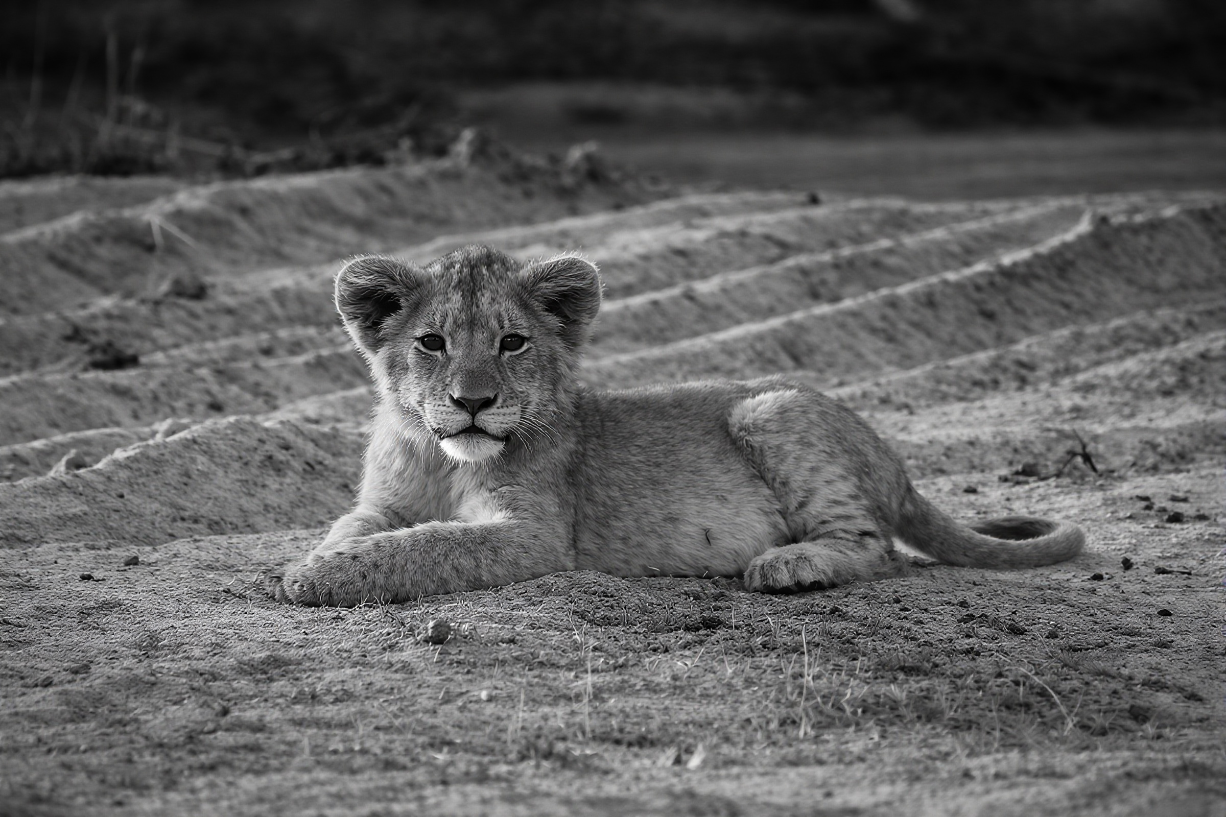 Lion cub on sand with shadows