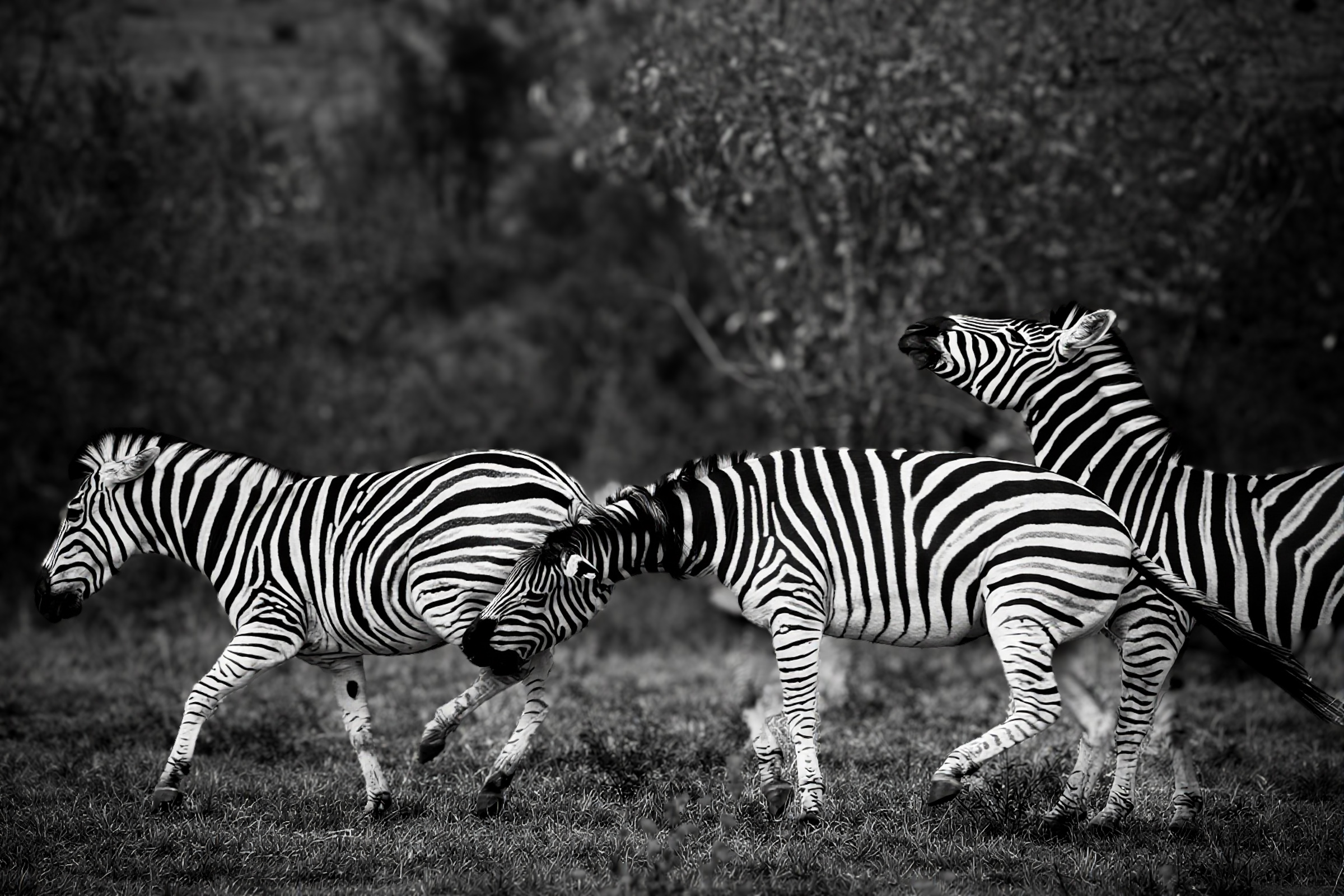 Zebra biting zebra