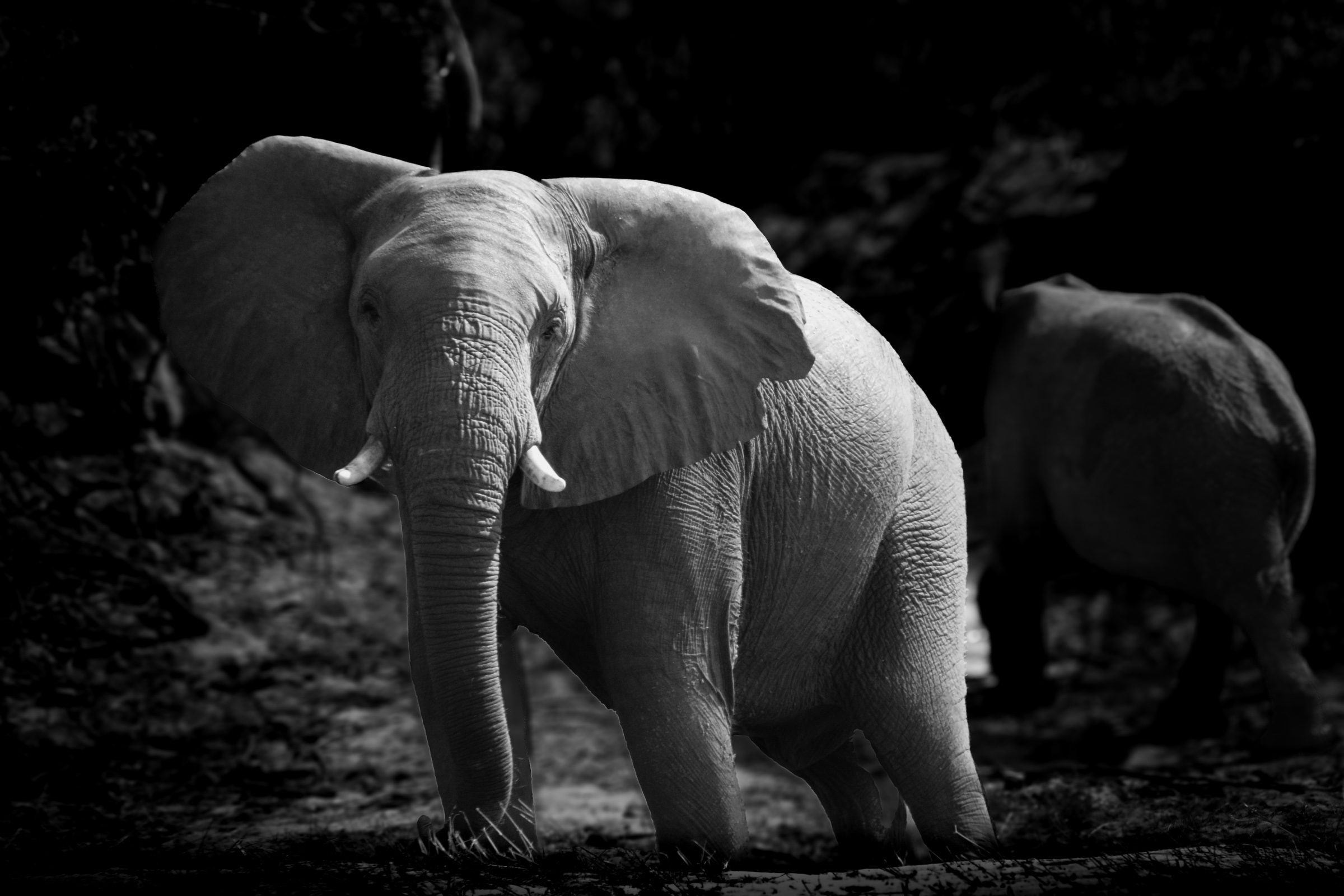 White elephant