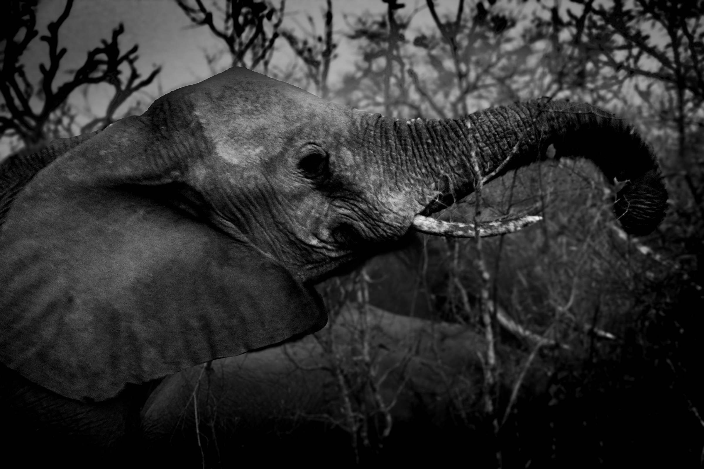 Elephant reaching up to tree