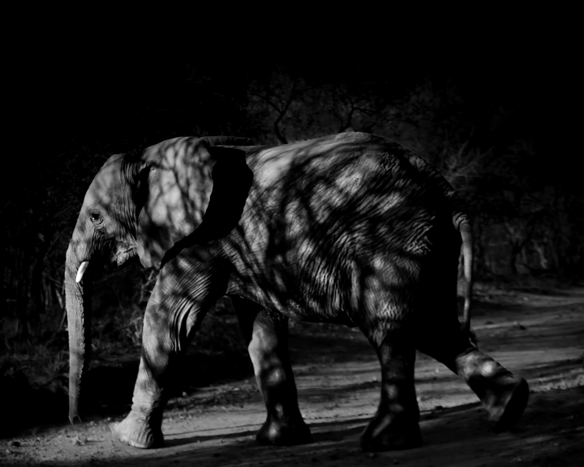 Elephant night walk with shadows