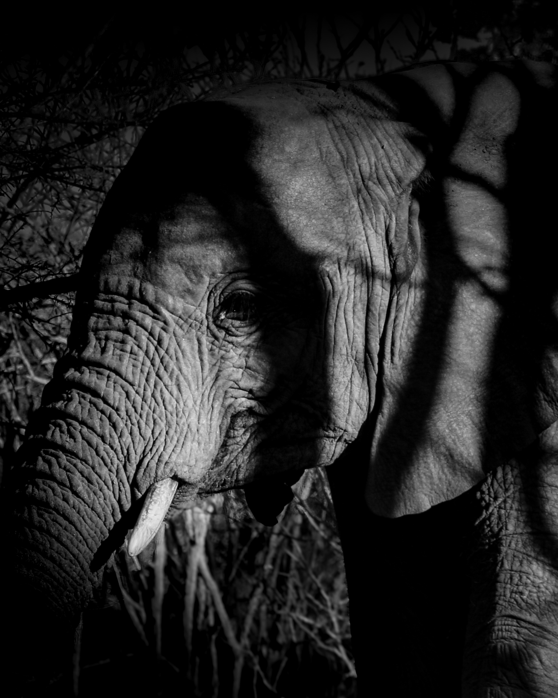 Elephant portrait in thicket