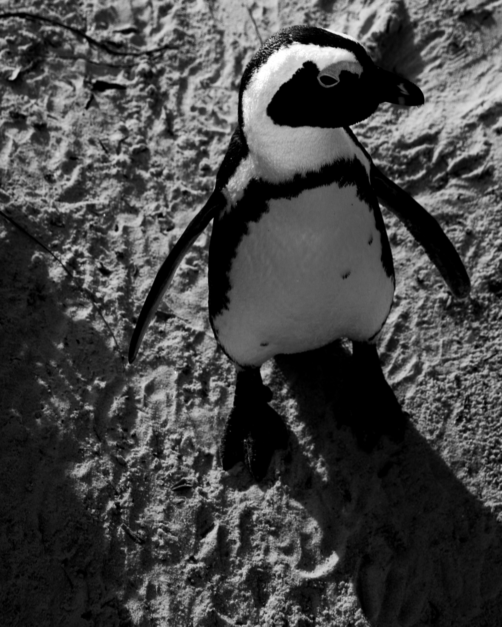 Penguin straight on