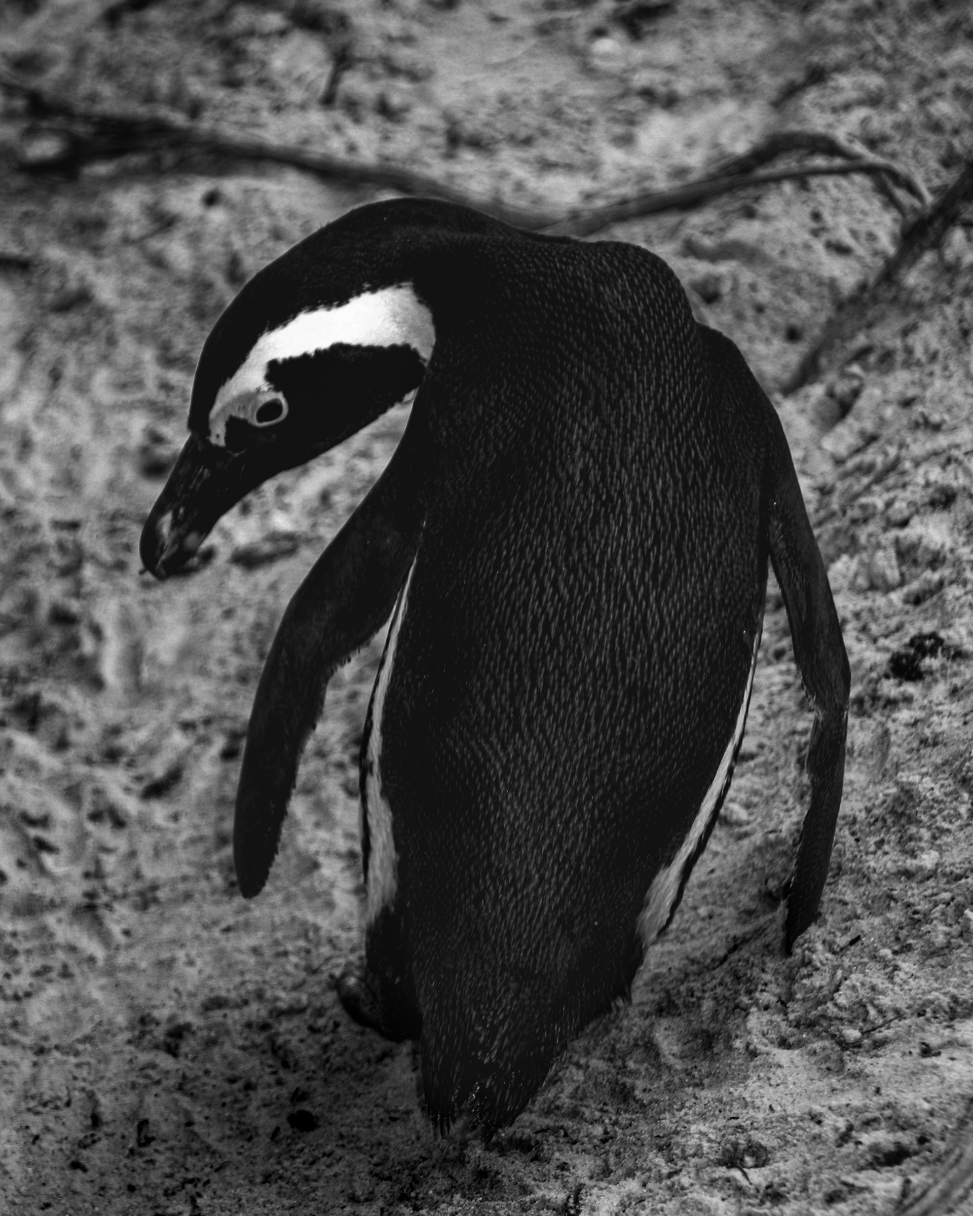 Penguin from behind looking over shoulder