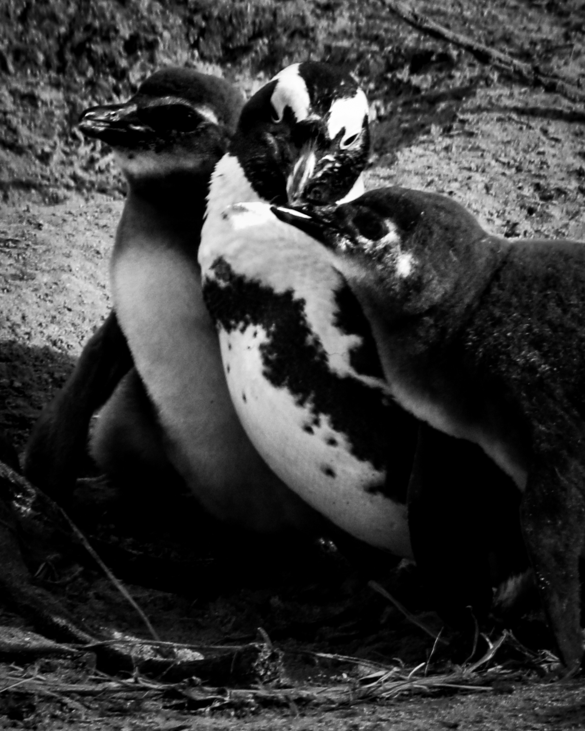 Three penguins together