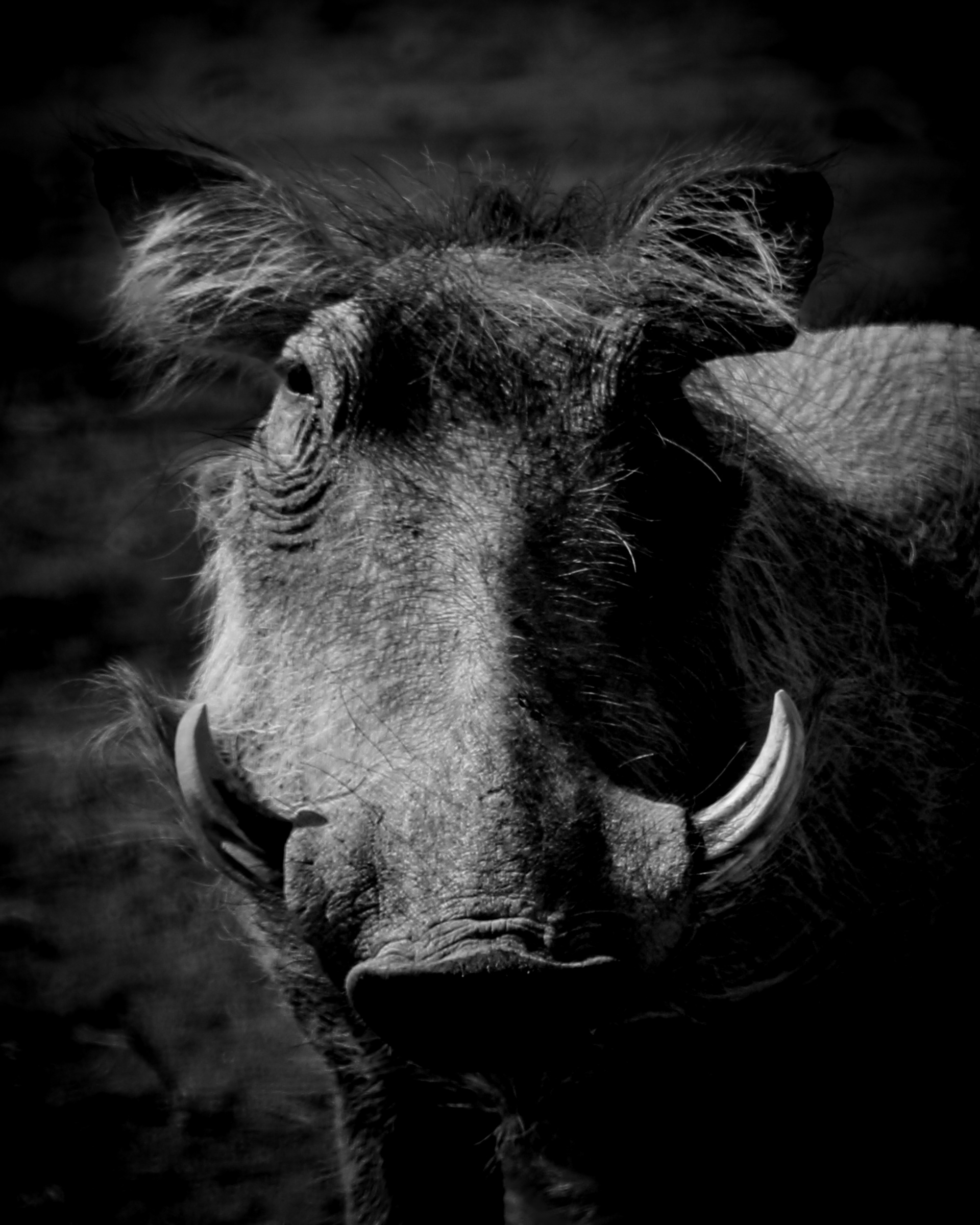 Wart hog close up