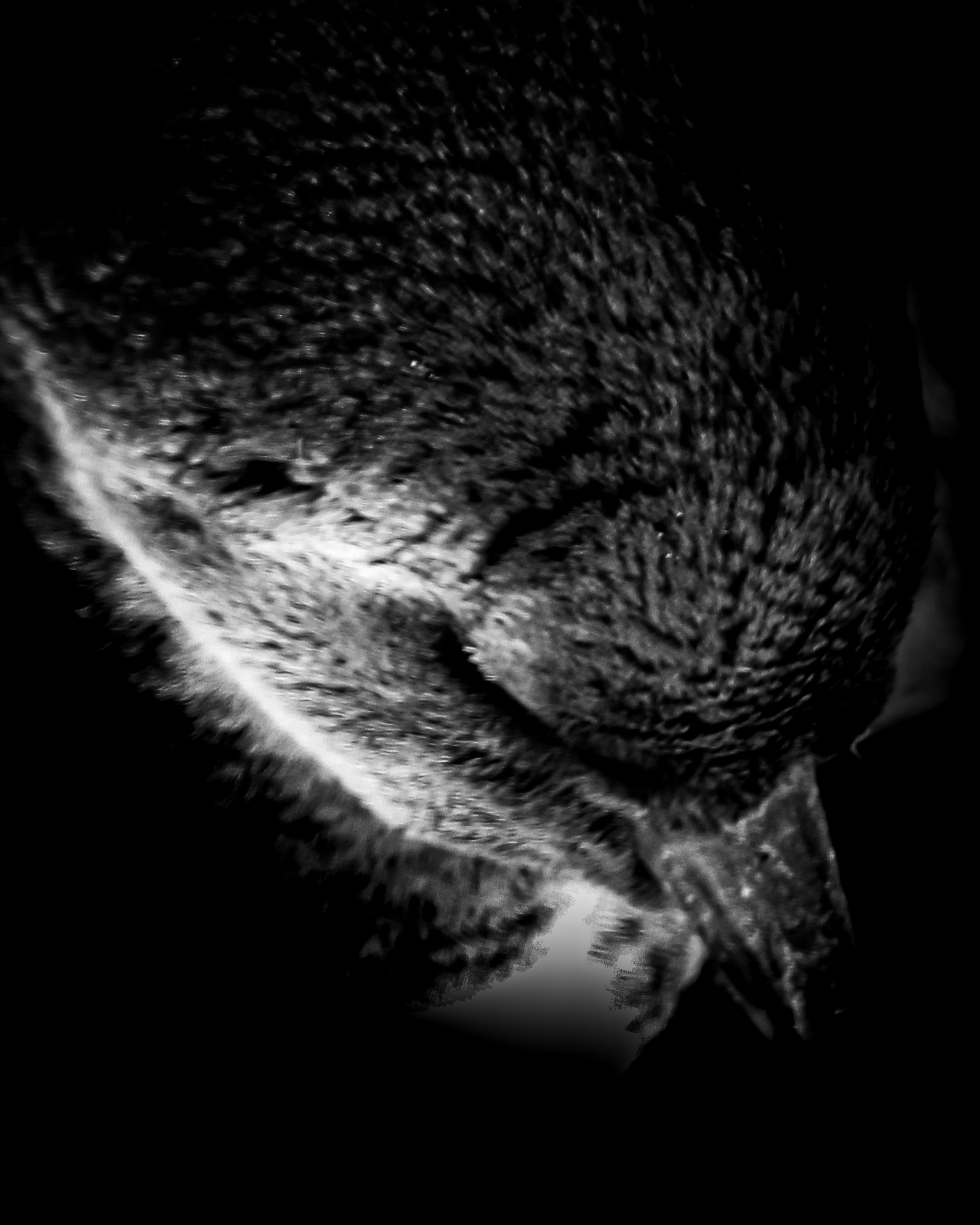 Detail of penguin head