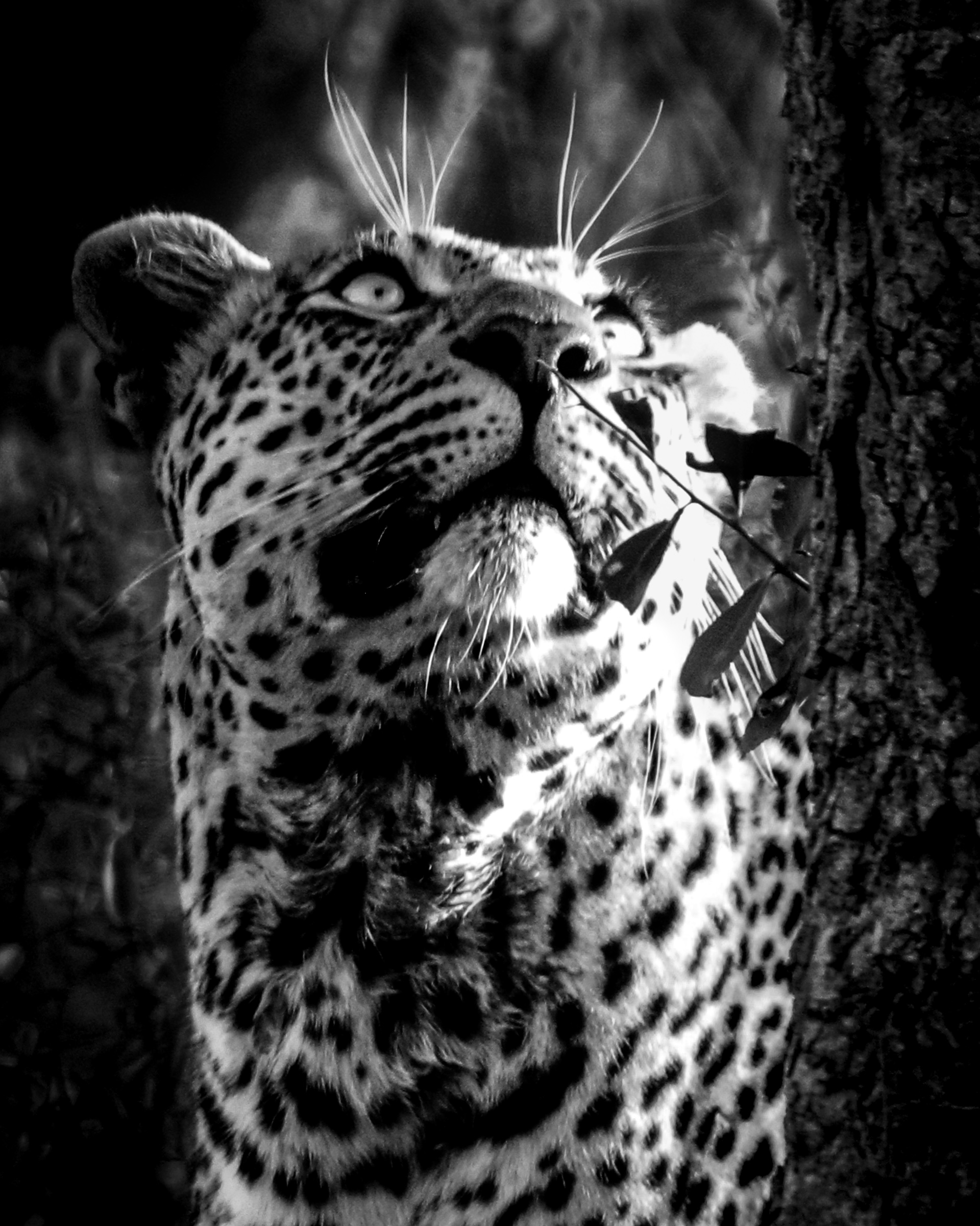 Leopard looking up - tight crop