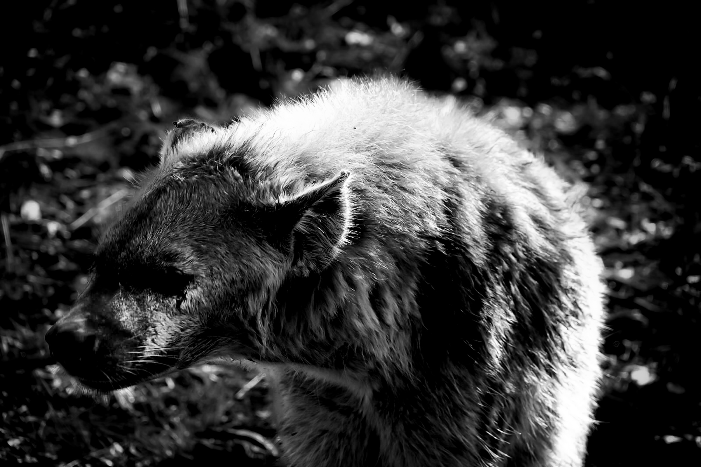 Hyena