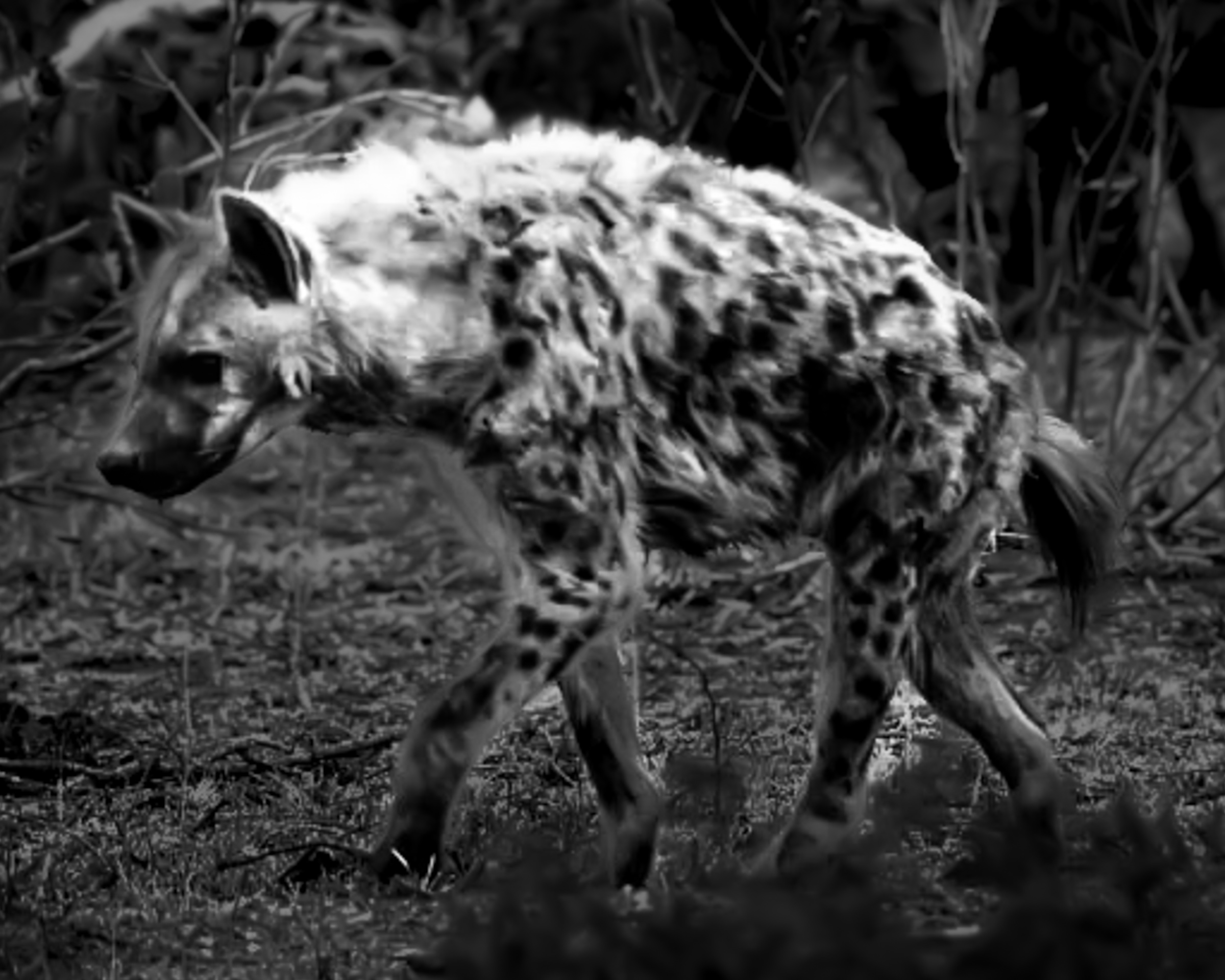 Hyena and pack behind