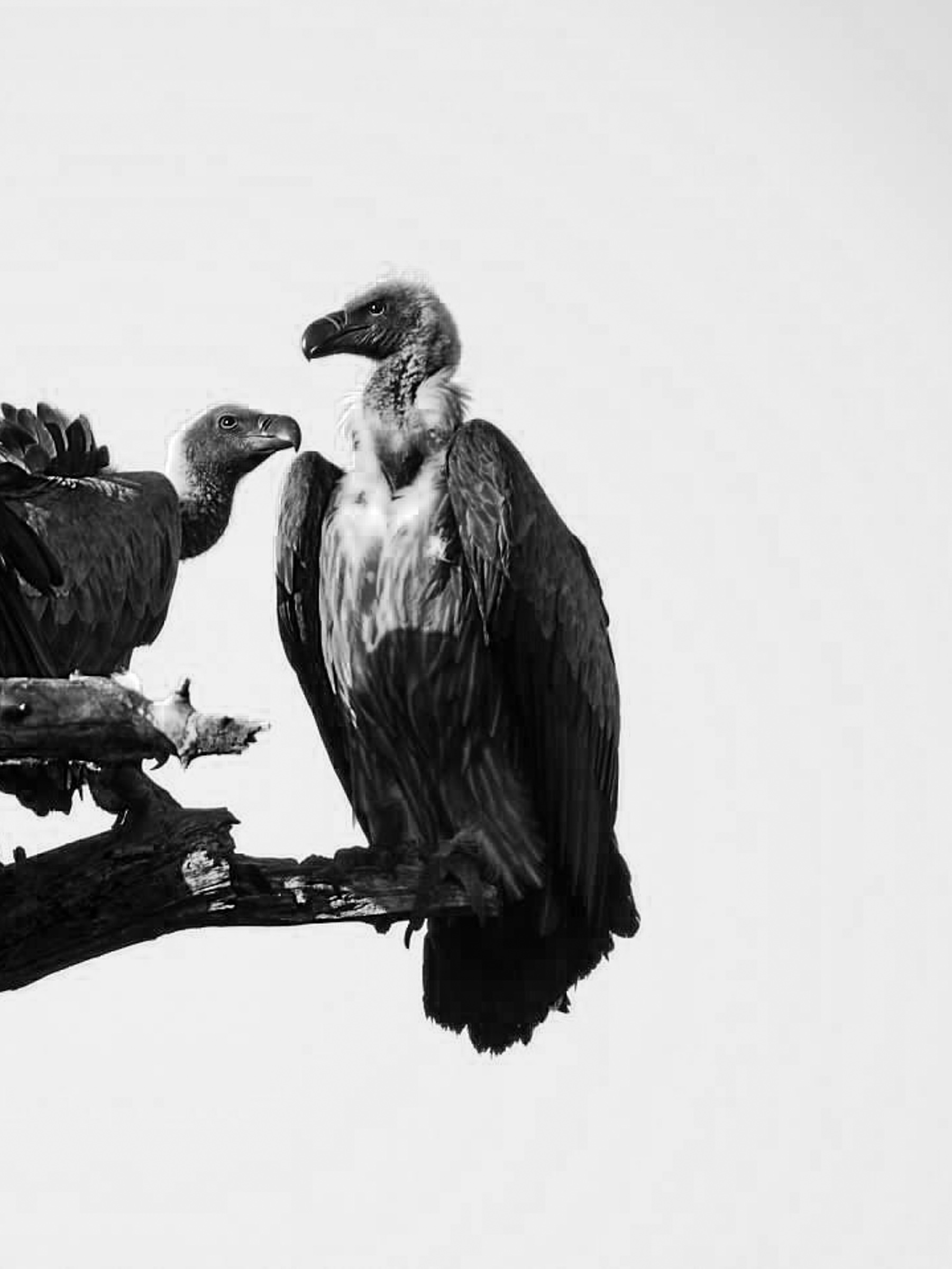 Vultures on tree