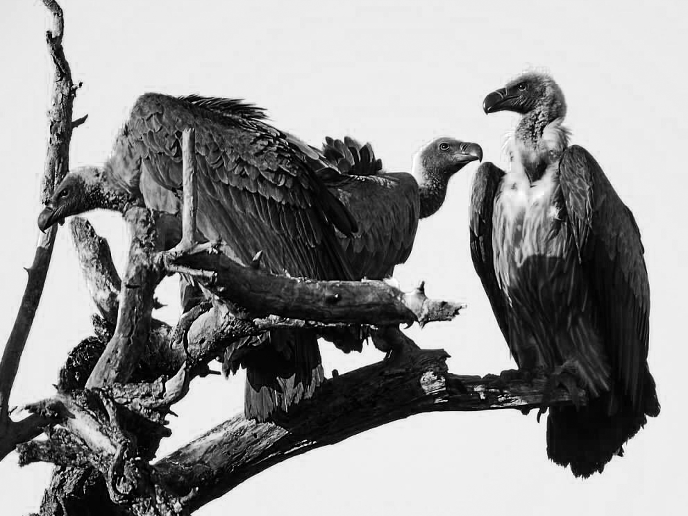 Vultures on tree - wider crop