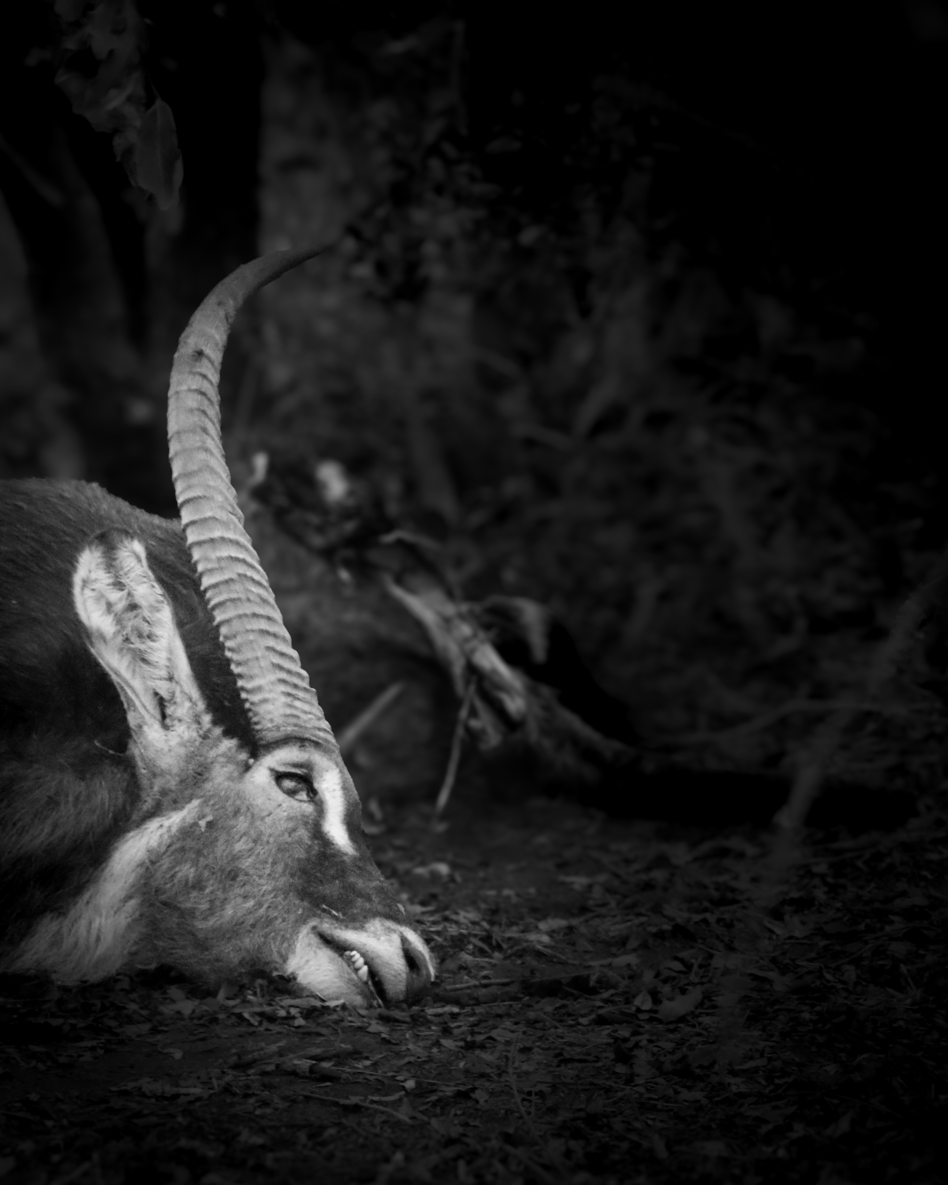 Dead Kudu