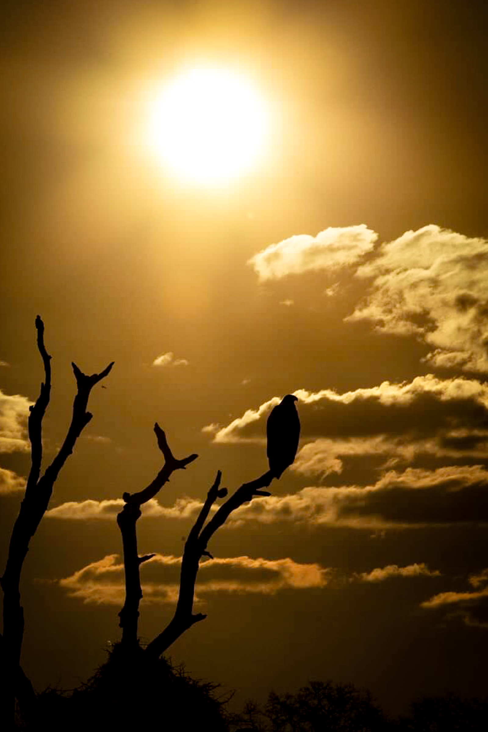 Scavenger bird silhouette - color