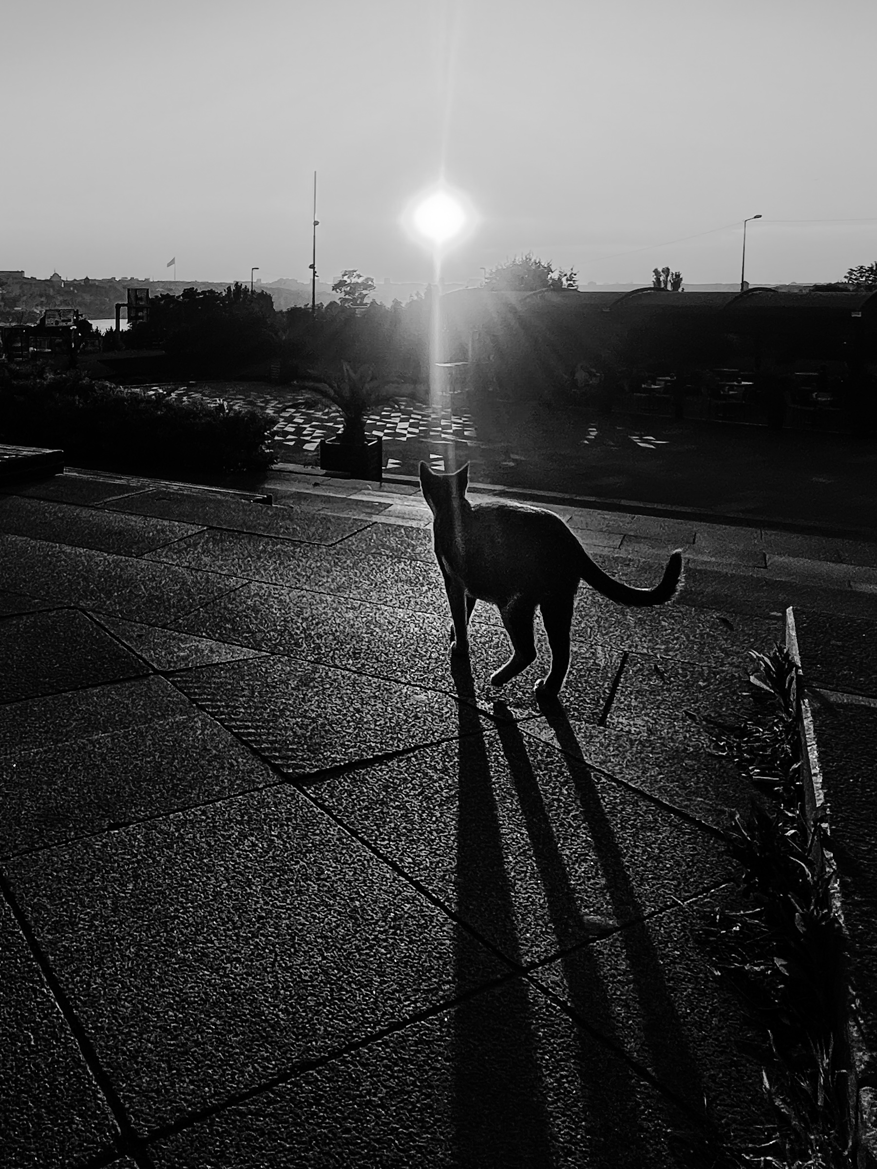 Cat silhouette on steps