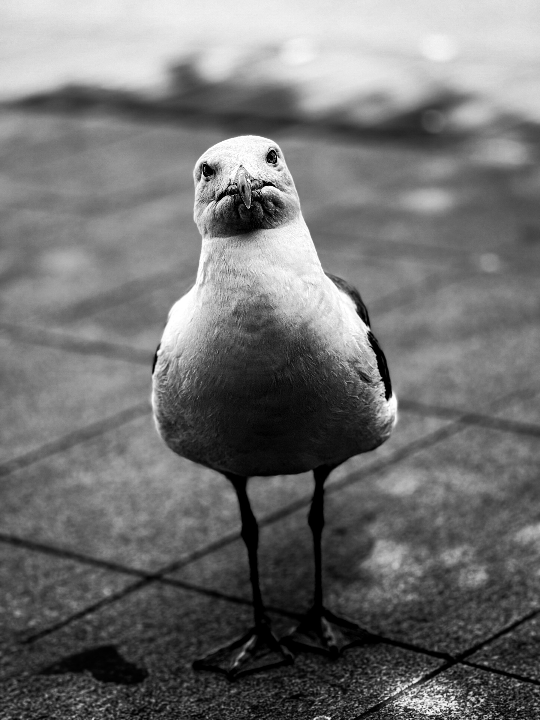 Pigeon