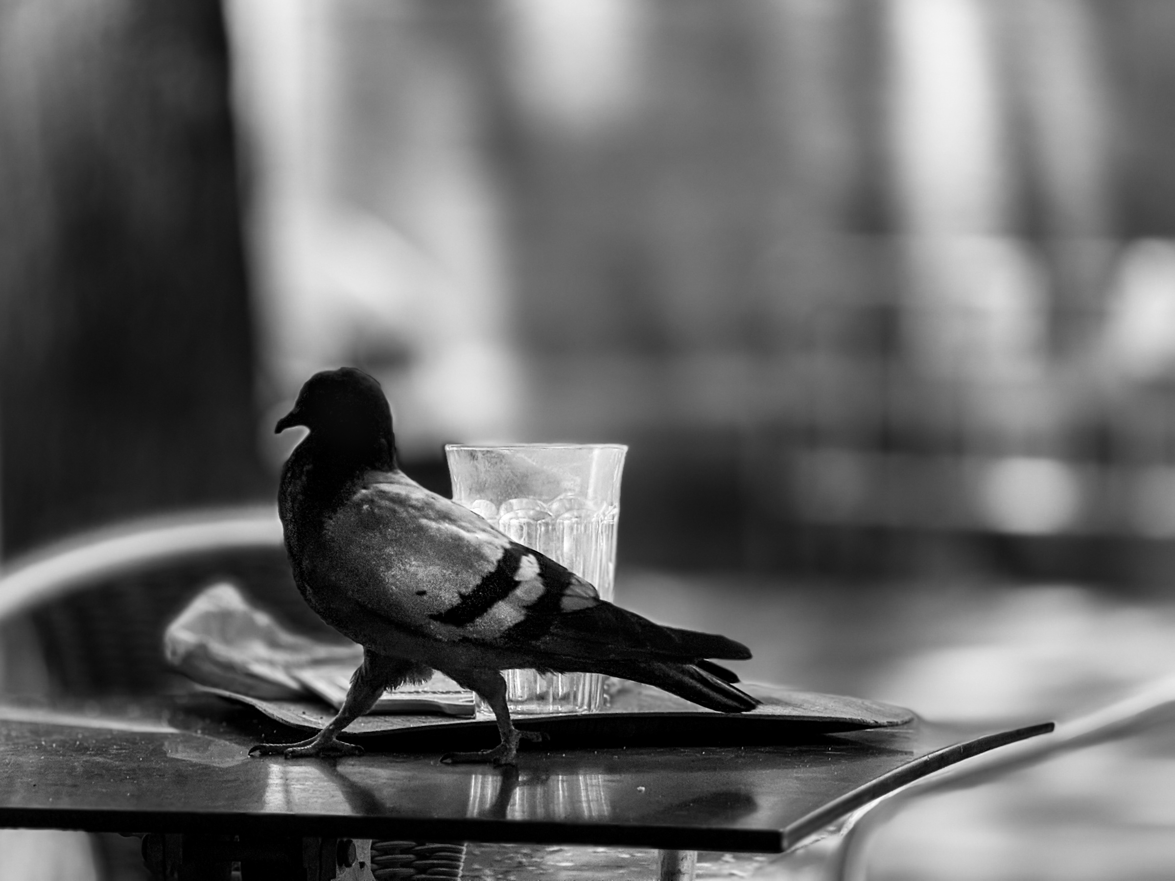 Pigeon in Gothic Quarter