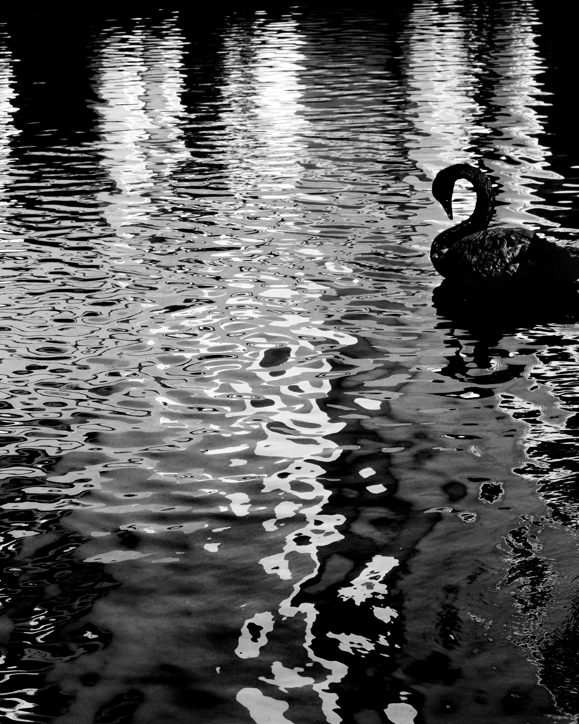 Black swan silhouette on shimmering reflected water — Palm Desert, California