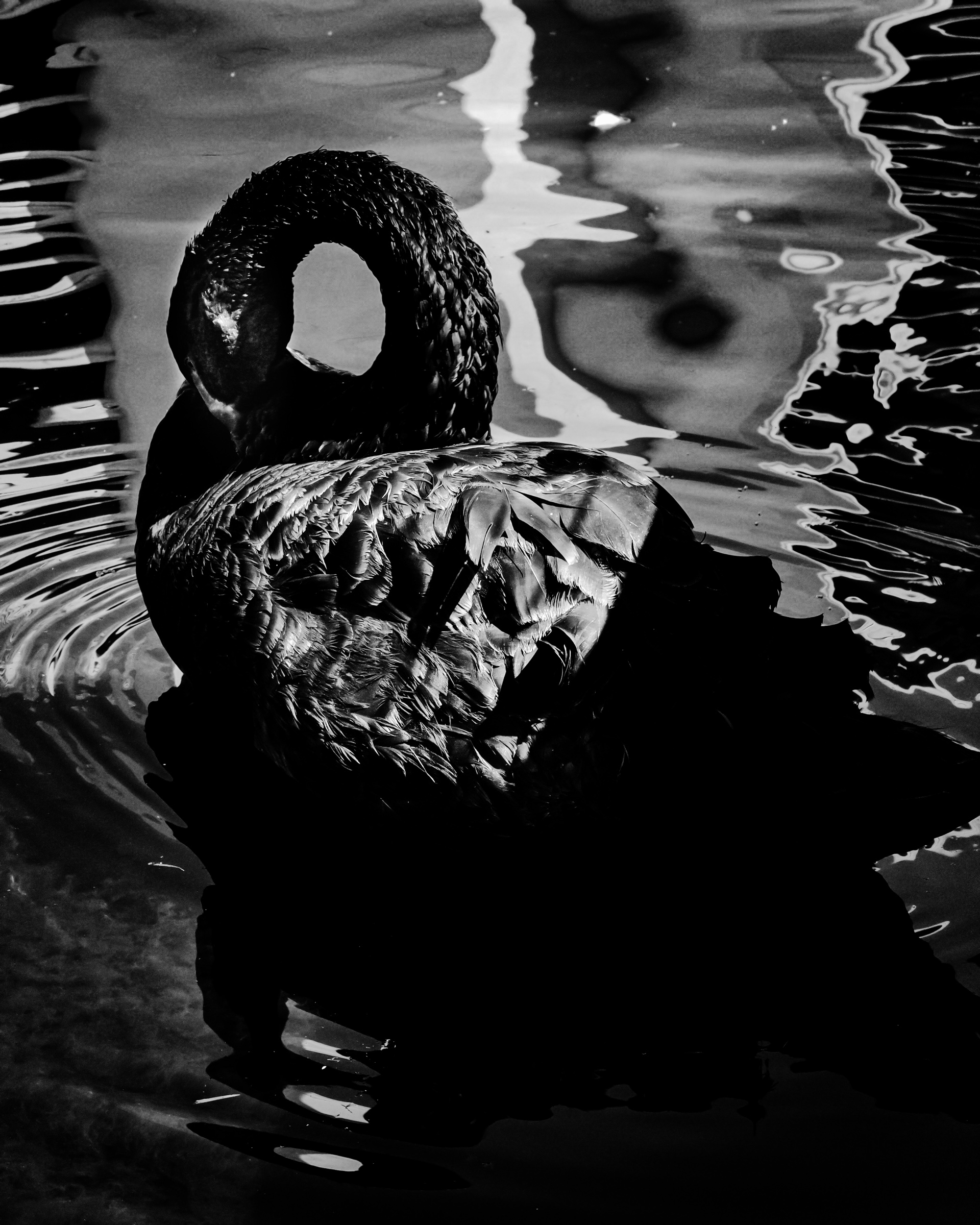 Black swan with neck curled into a loop against reflecting water — Palm Desert, California