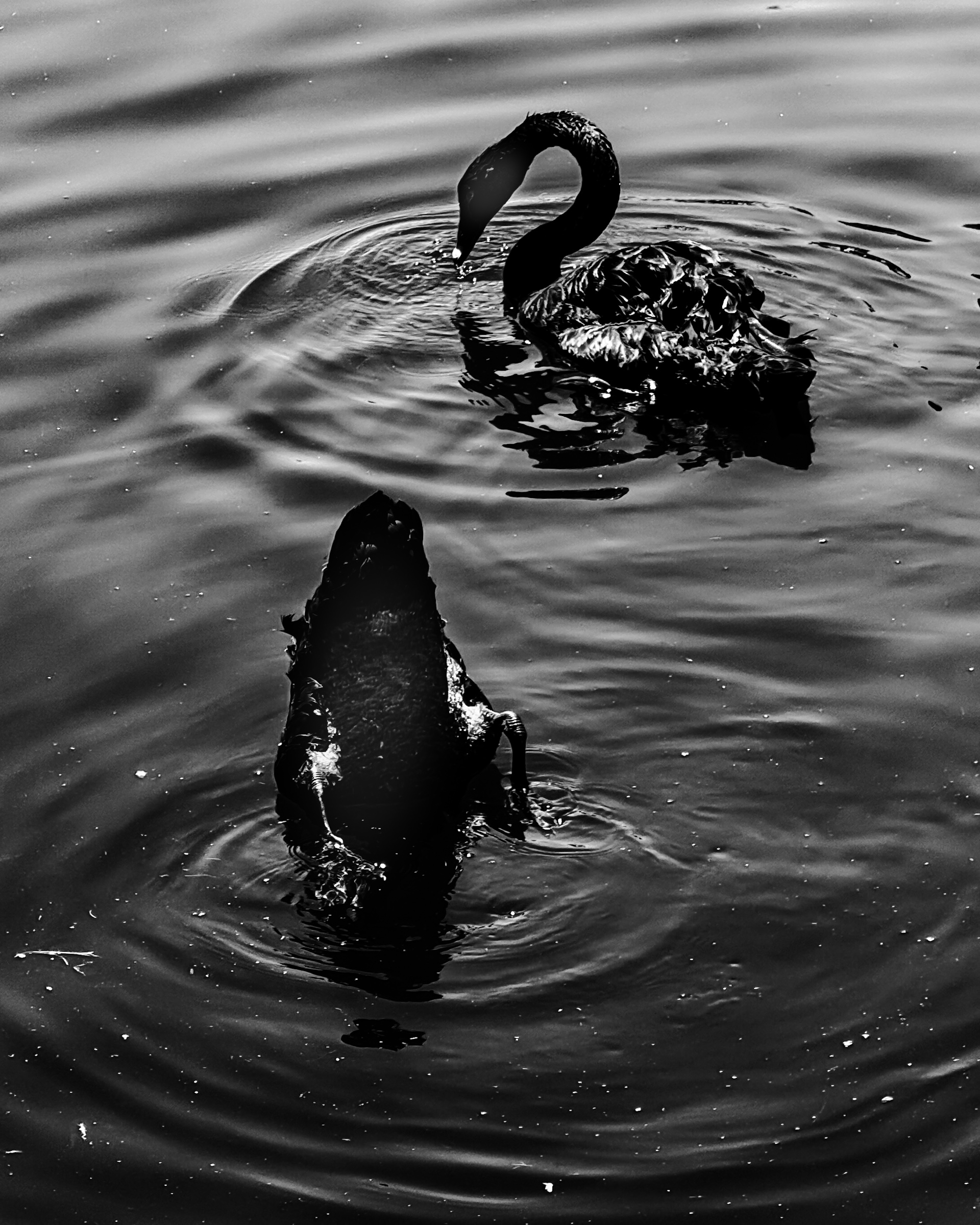Two black swans in water, one submerged upside down — Palm Desert, California