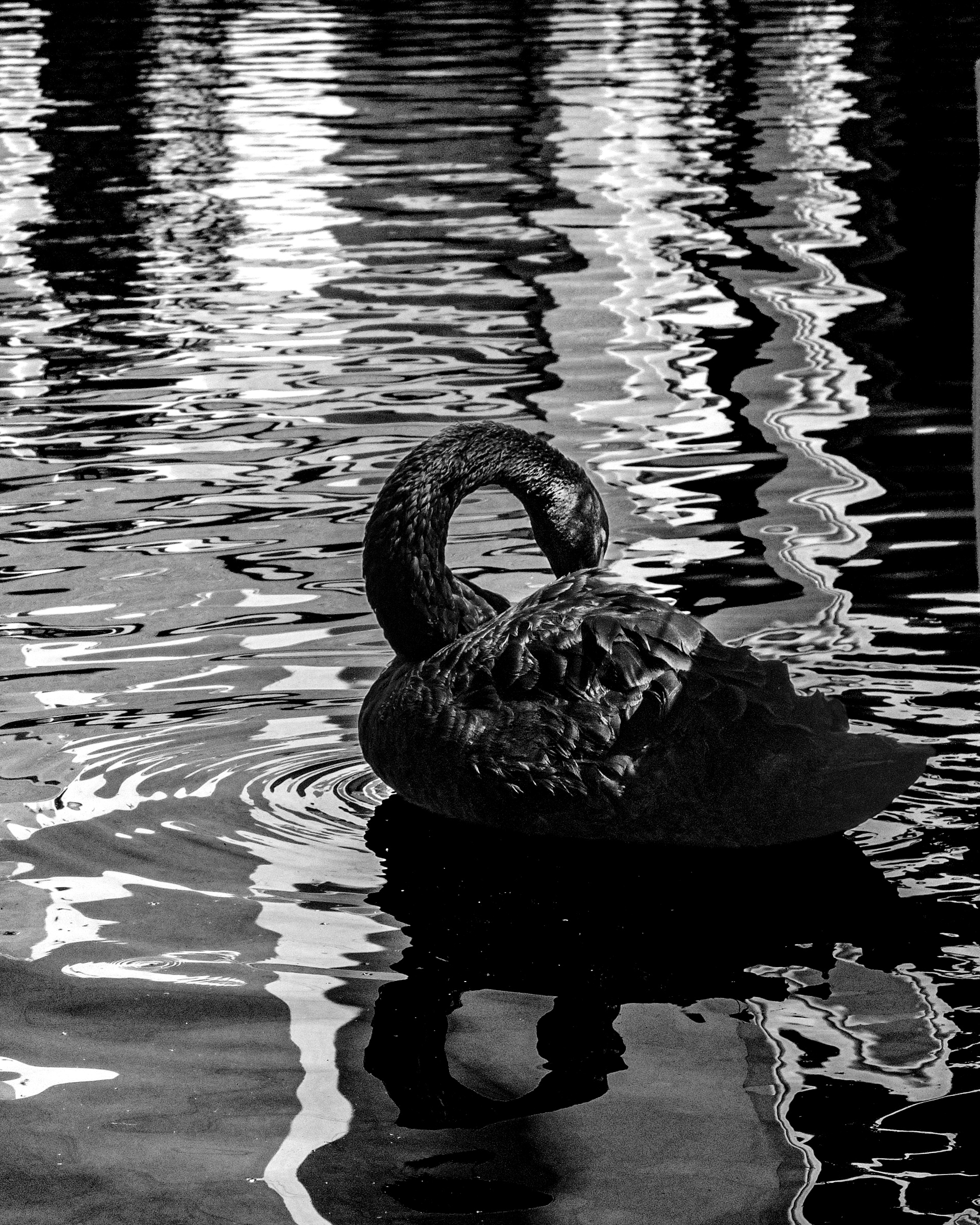 Black swan with neck curved down toward water — Palm Desert, California