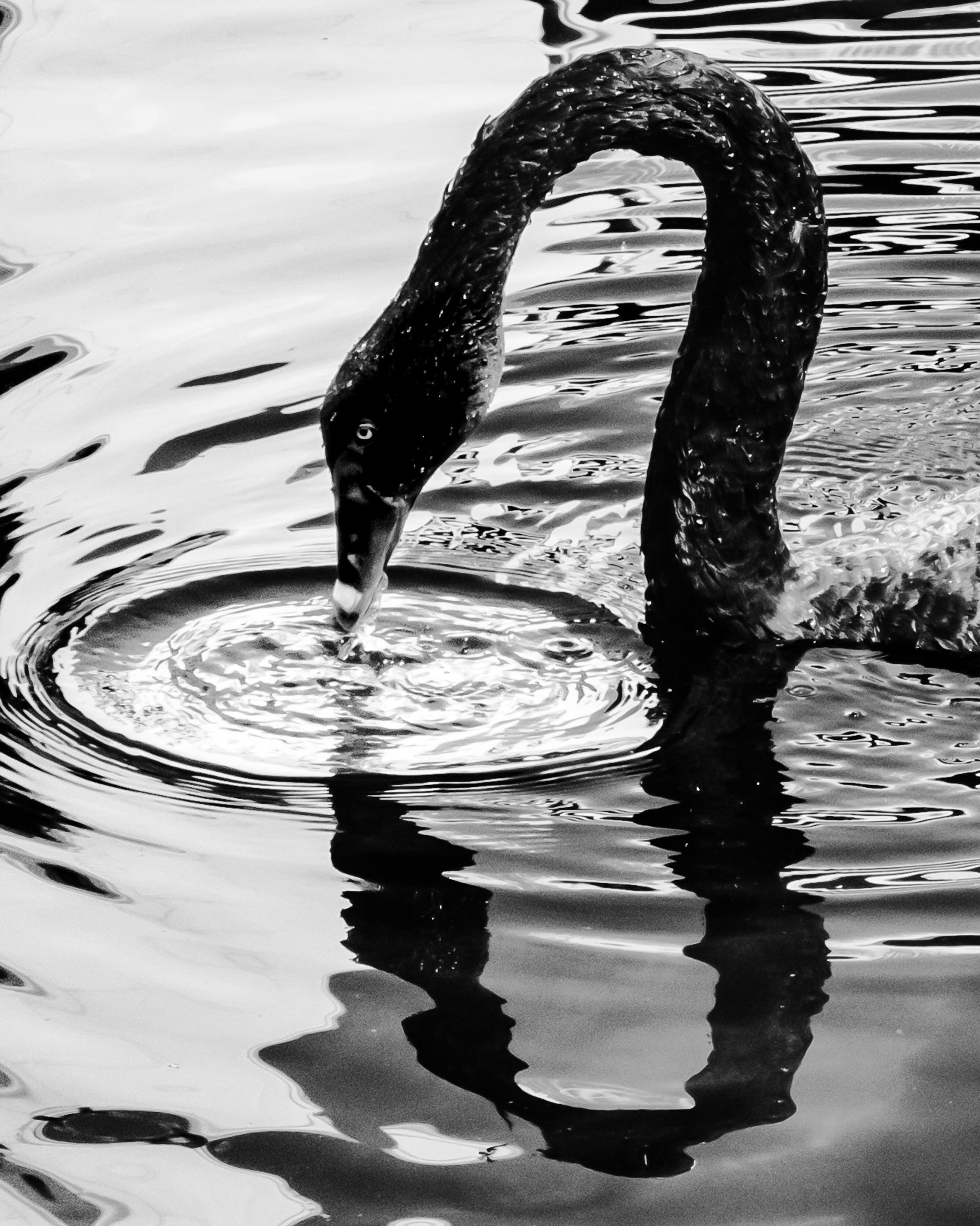 Black swan neck extended in tight arc drinking from water — Palm Desert, California